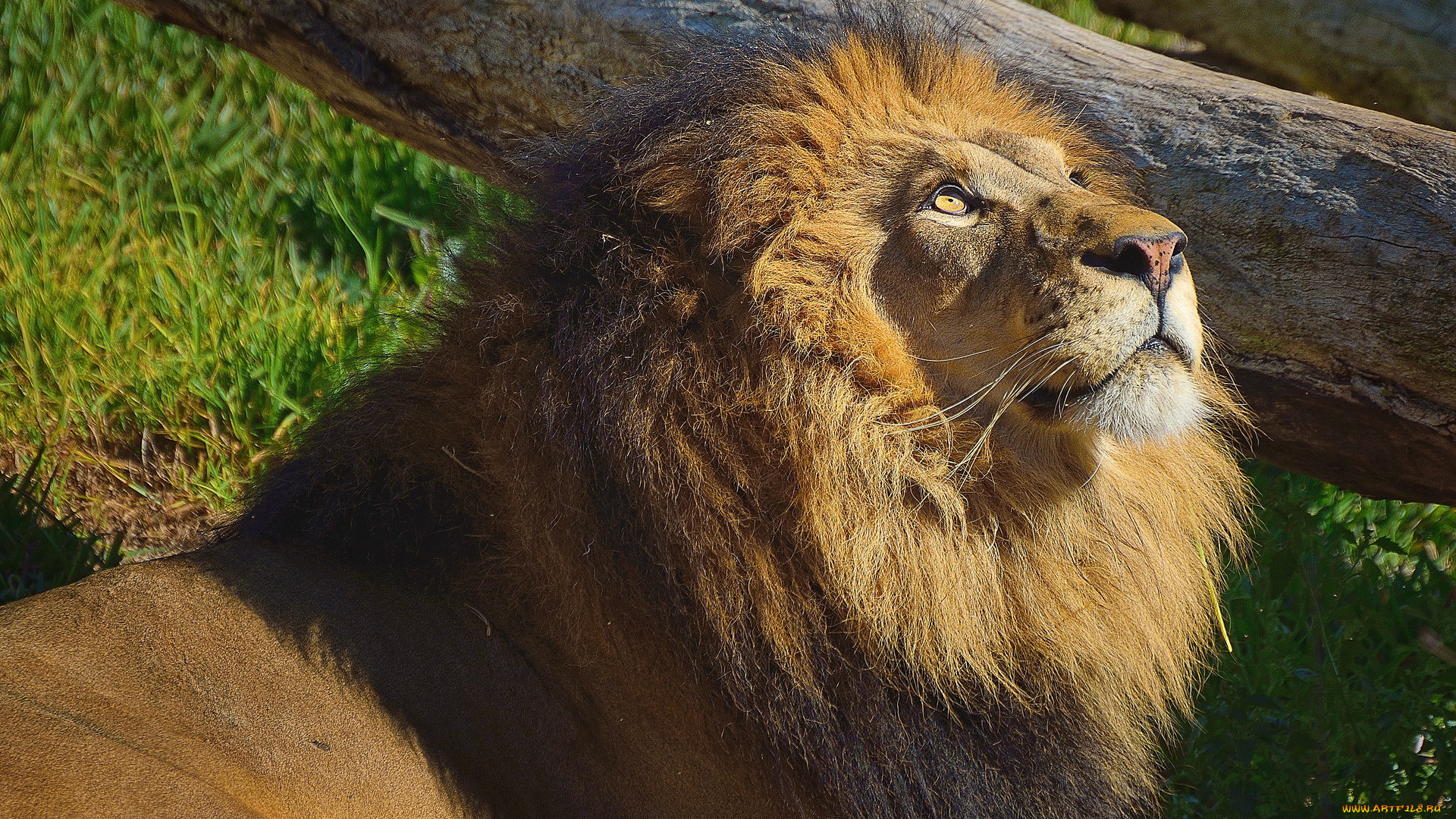 животные, львы, лев, морда, грива, смотрит, вверх