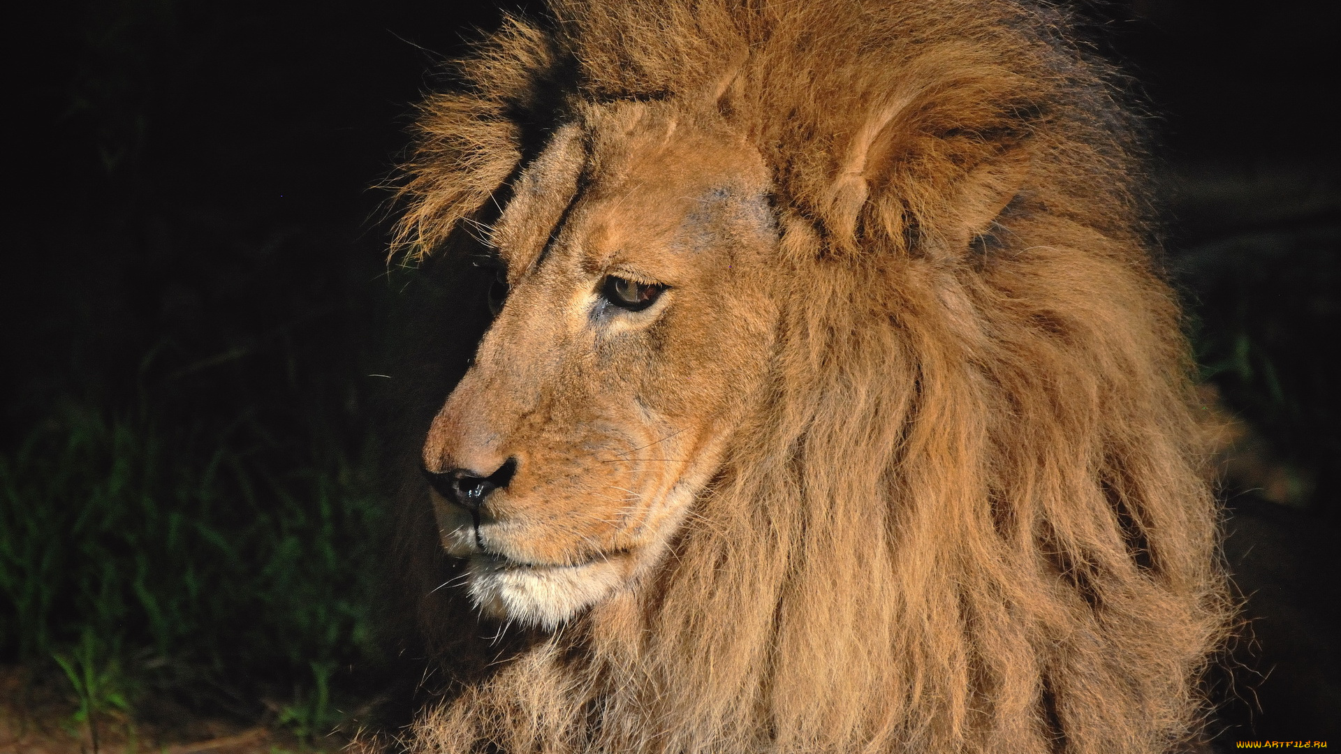животные, львы, лев, морда, тёмный, фон, грива