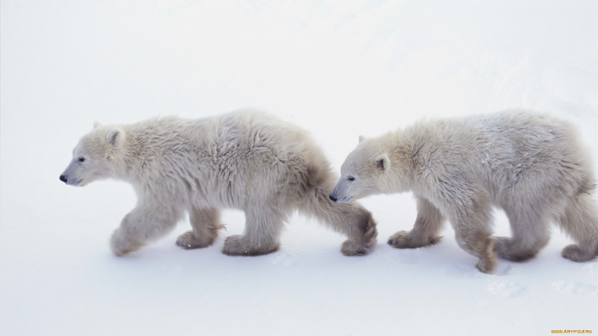 животные, медведи, арктика, белые