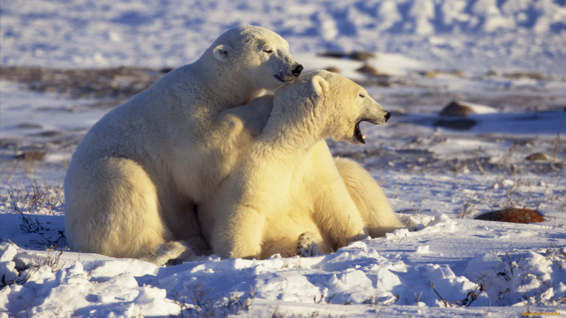 животные, медведи, арктика, белые