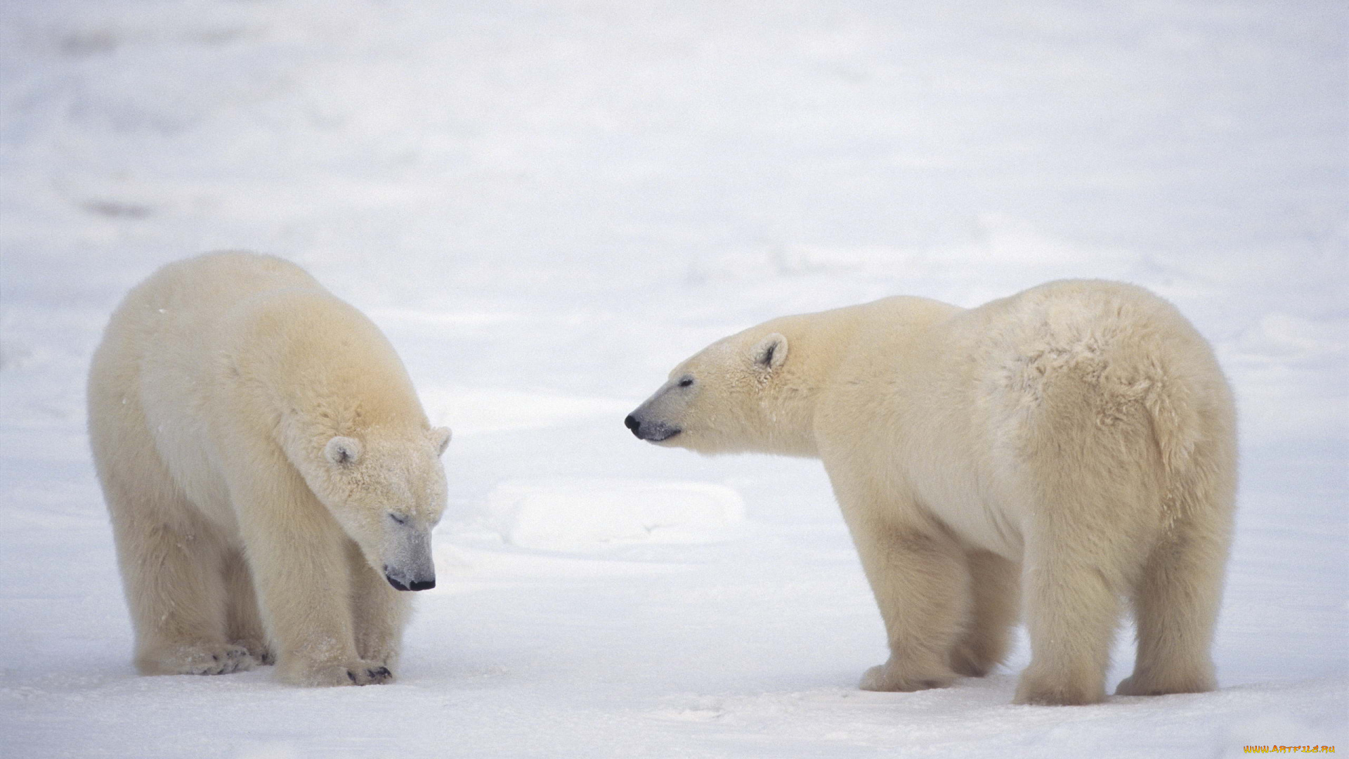животные, медведи, арктика, белые