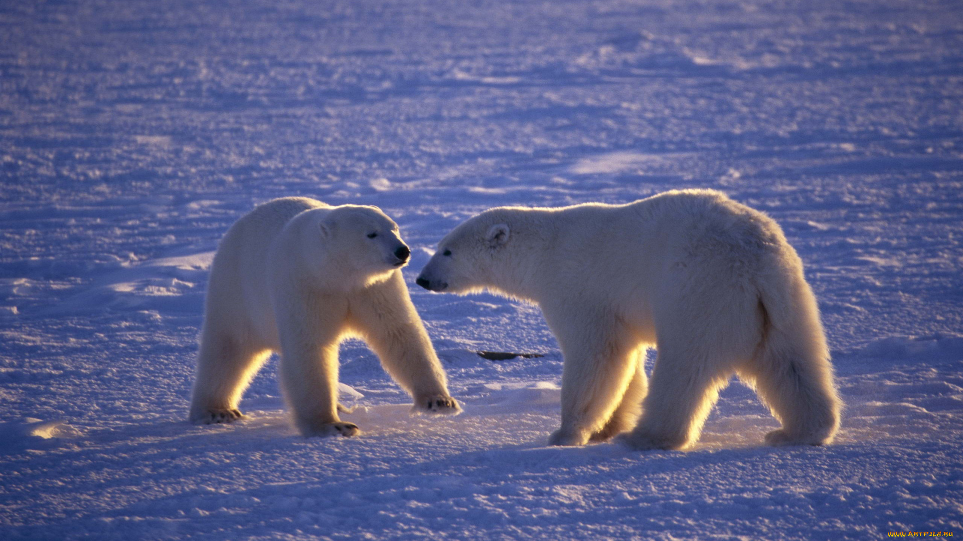 животные, медведи, арктика, белые