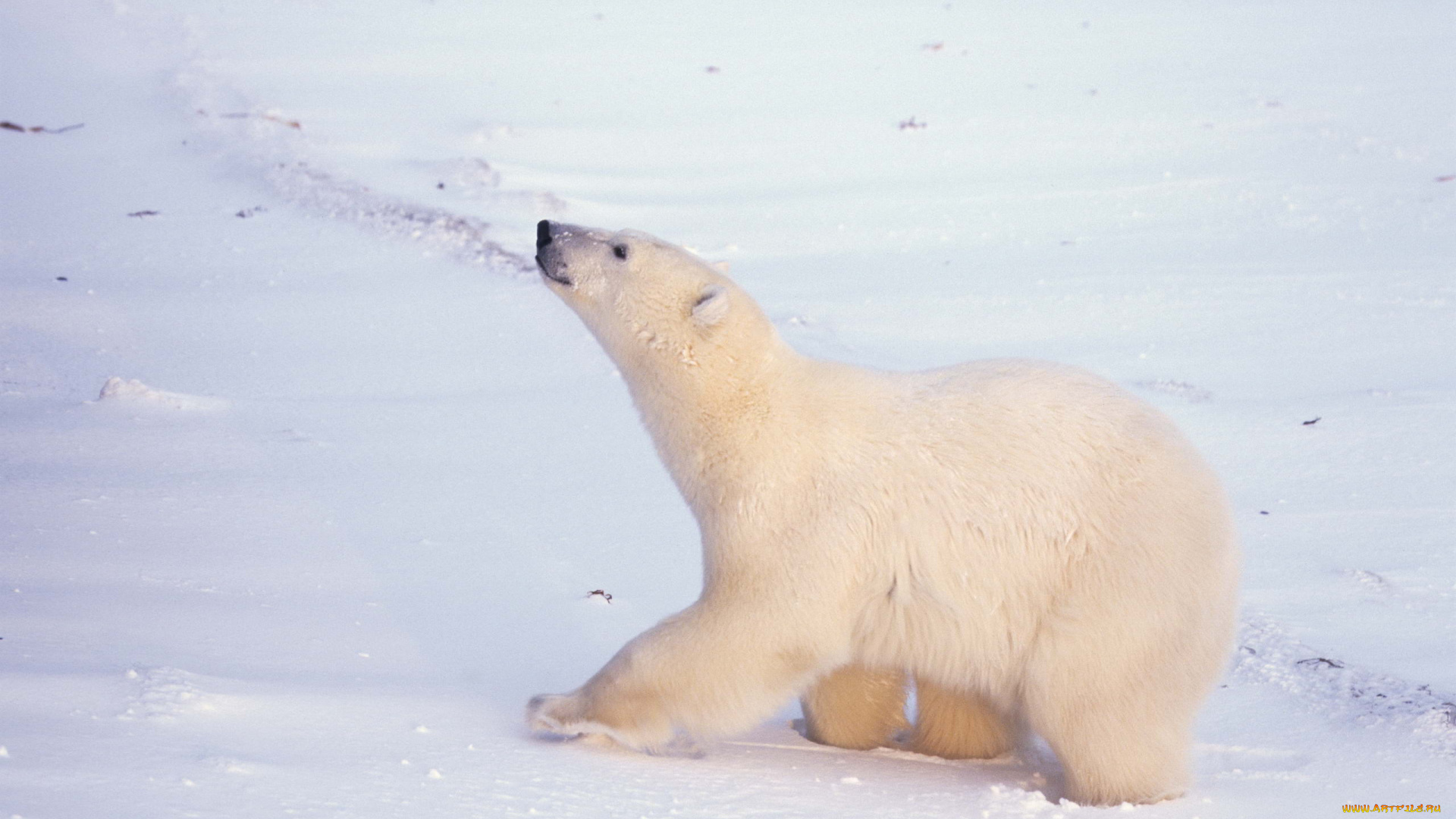 животные, медведи, арктика, белый, медведь