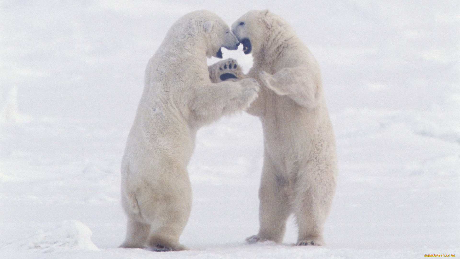 животные, медведи, белые, арктика