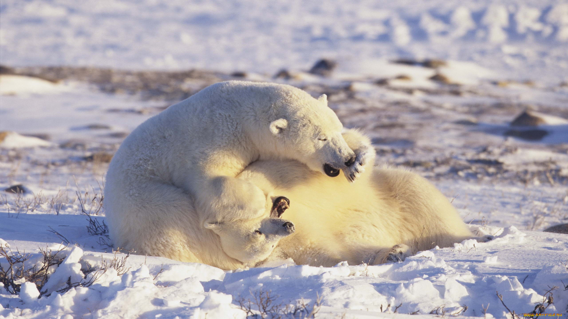 животные, медведи, белые, арктика