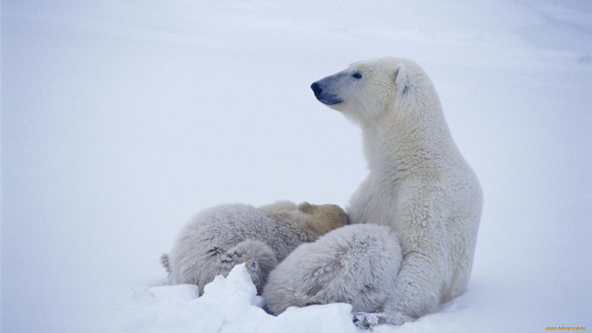 животные, медведи, белые, арктика, медведица, медвежата