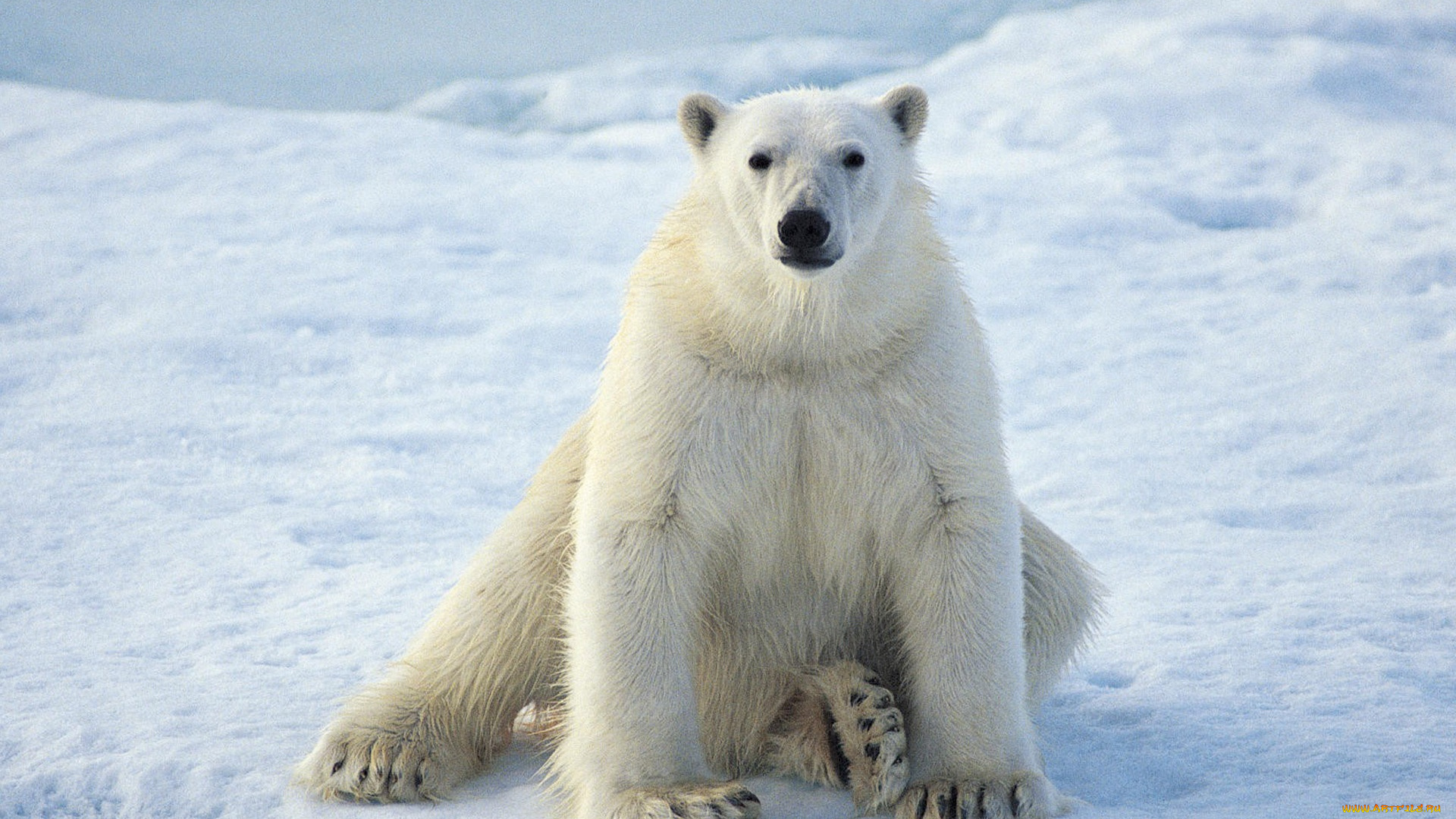 животные, медведи, белый, медведь