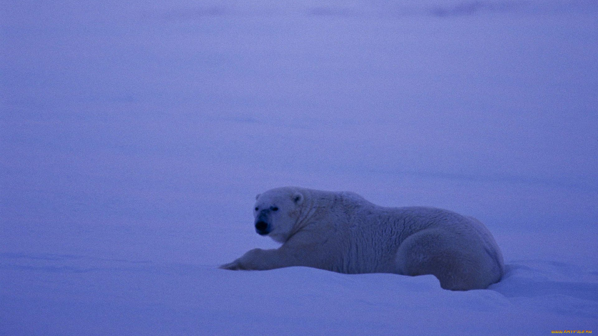животные, медведи, белый, медведь, арктика