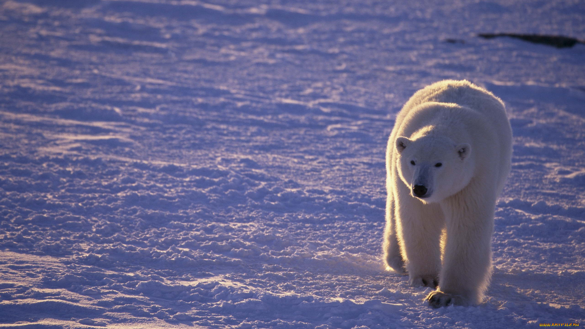 животные, медведи, белый, медведь, арктика