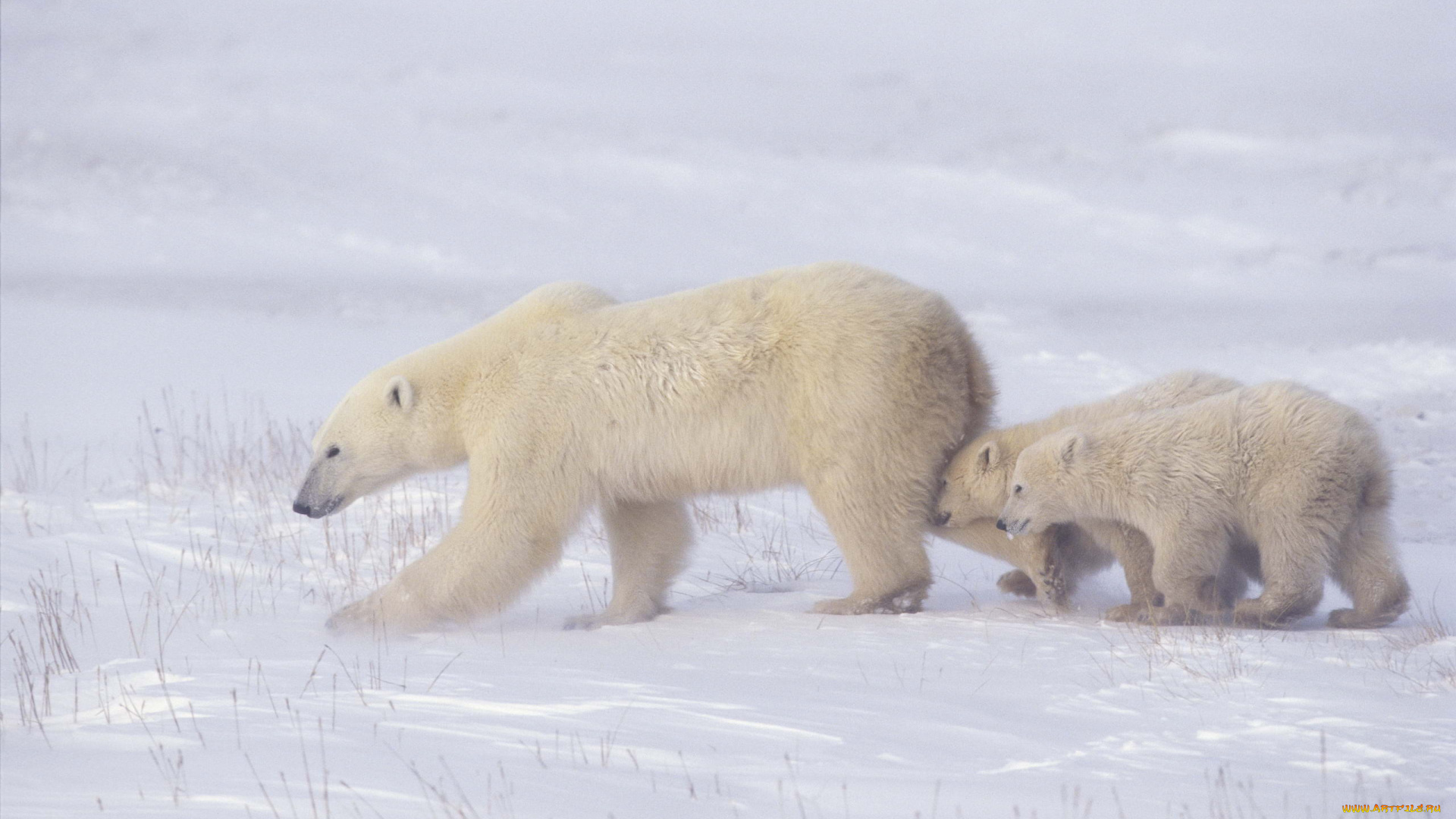 животные, медведи, медвежата, белые, медведица, арктика