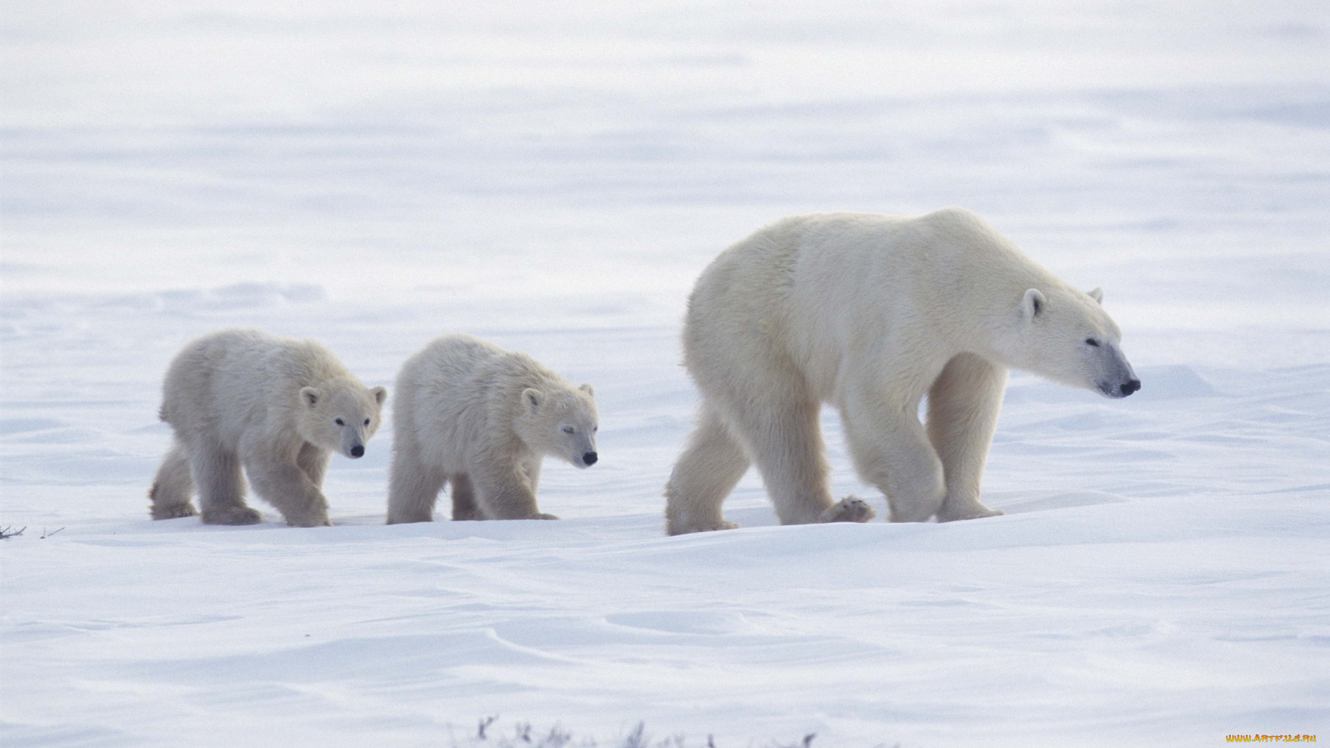 животные, медведи, медвежата, медведица, арктика, белые