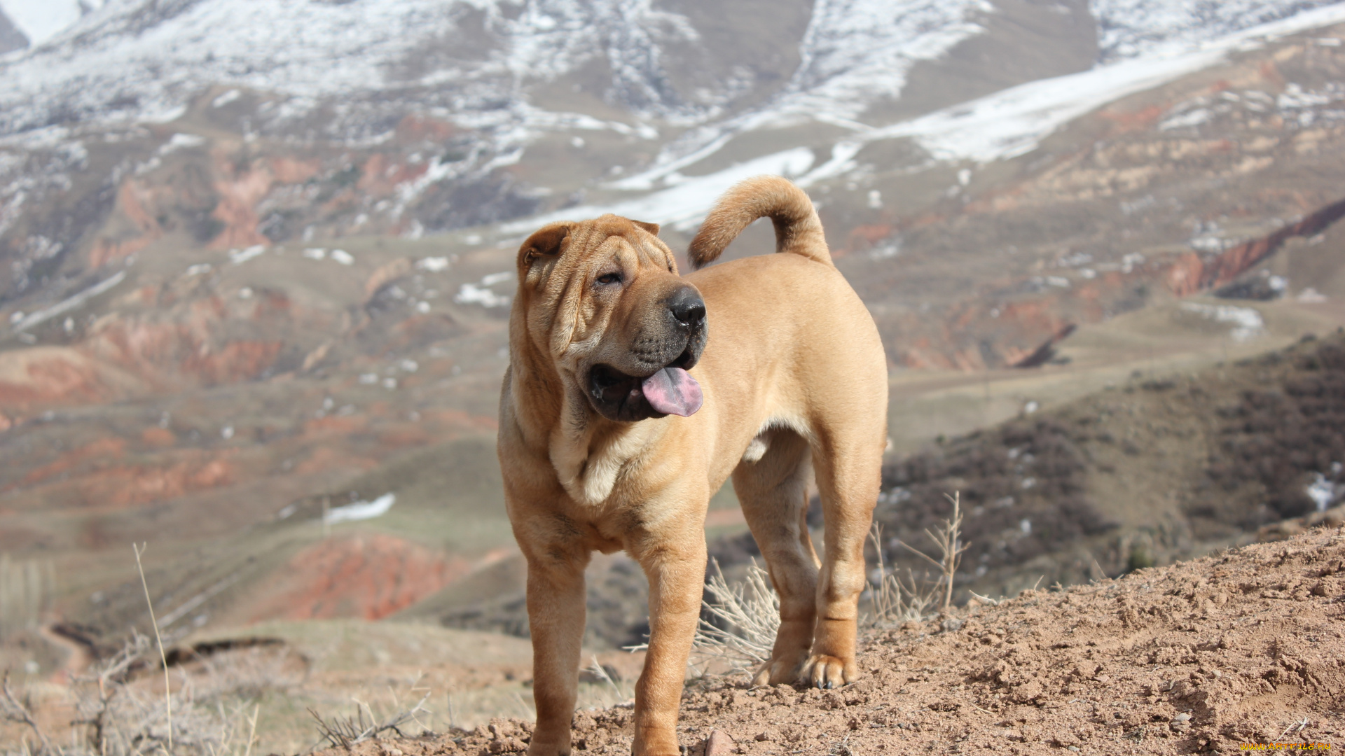 животные, собаки, весна, горы, шарпей
