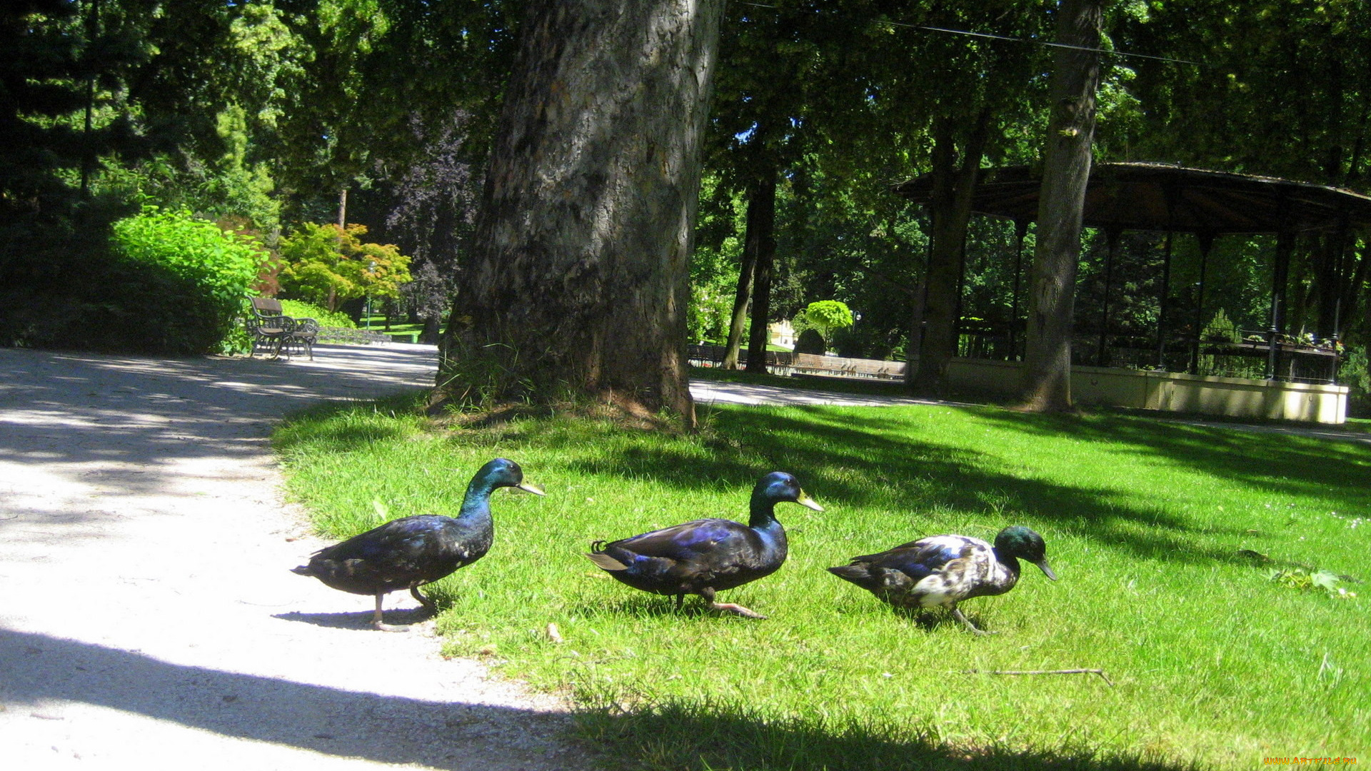 животные, утки, парк, беседка, дорожка