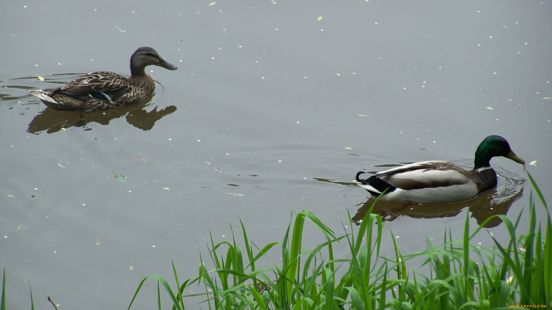 животные, утки, пруд, вода