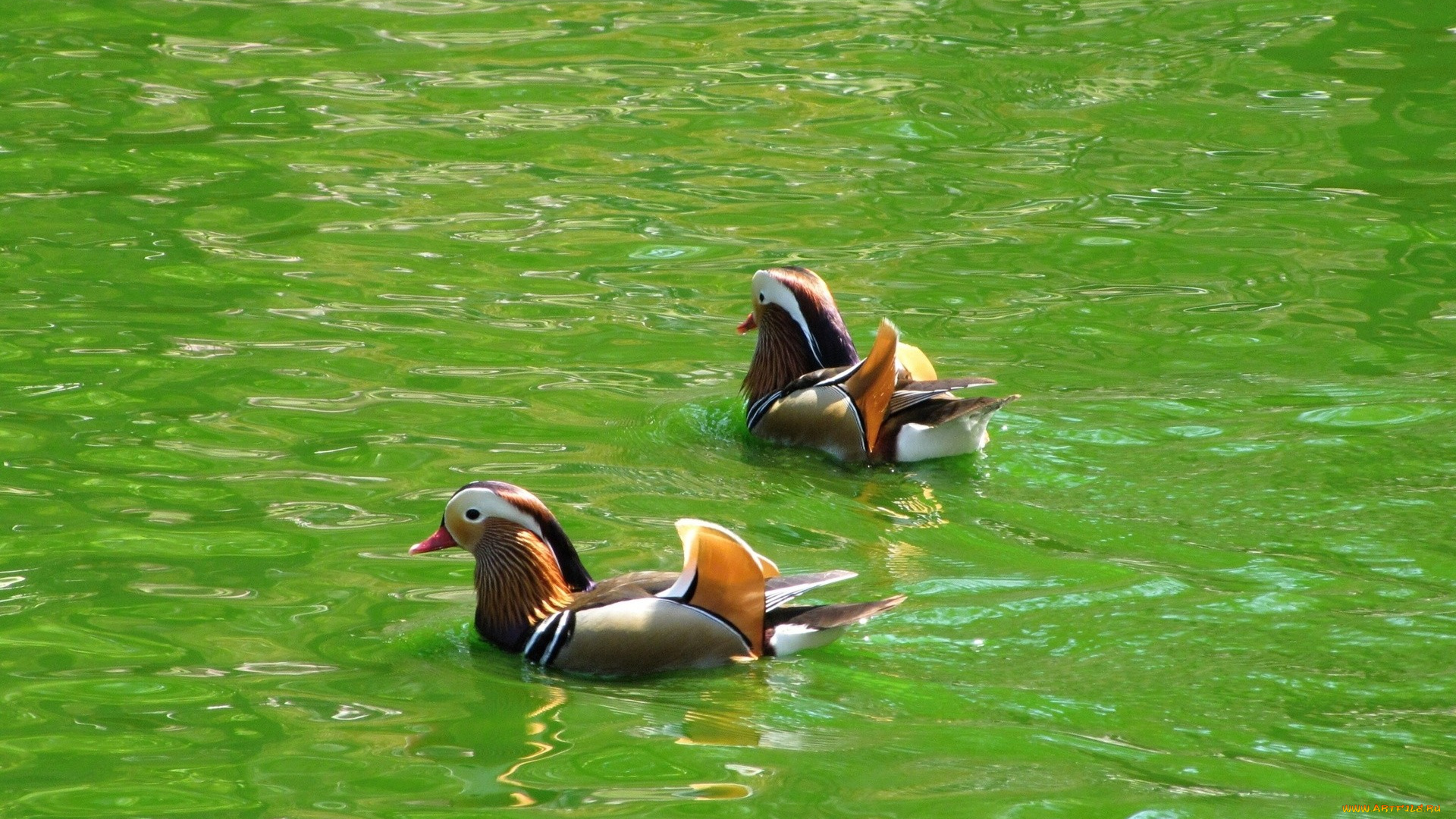 животные, утки, вода