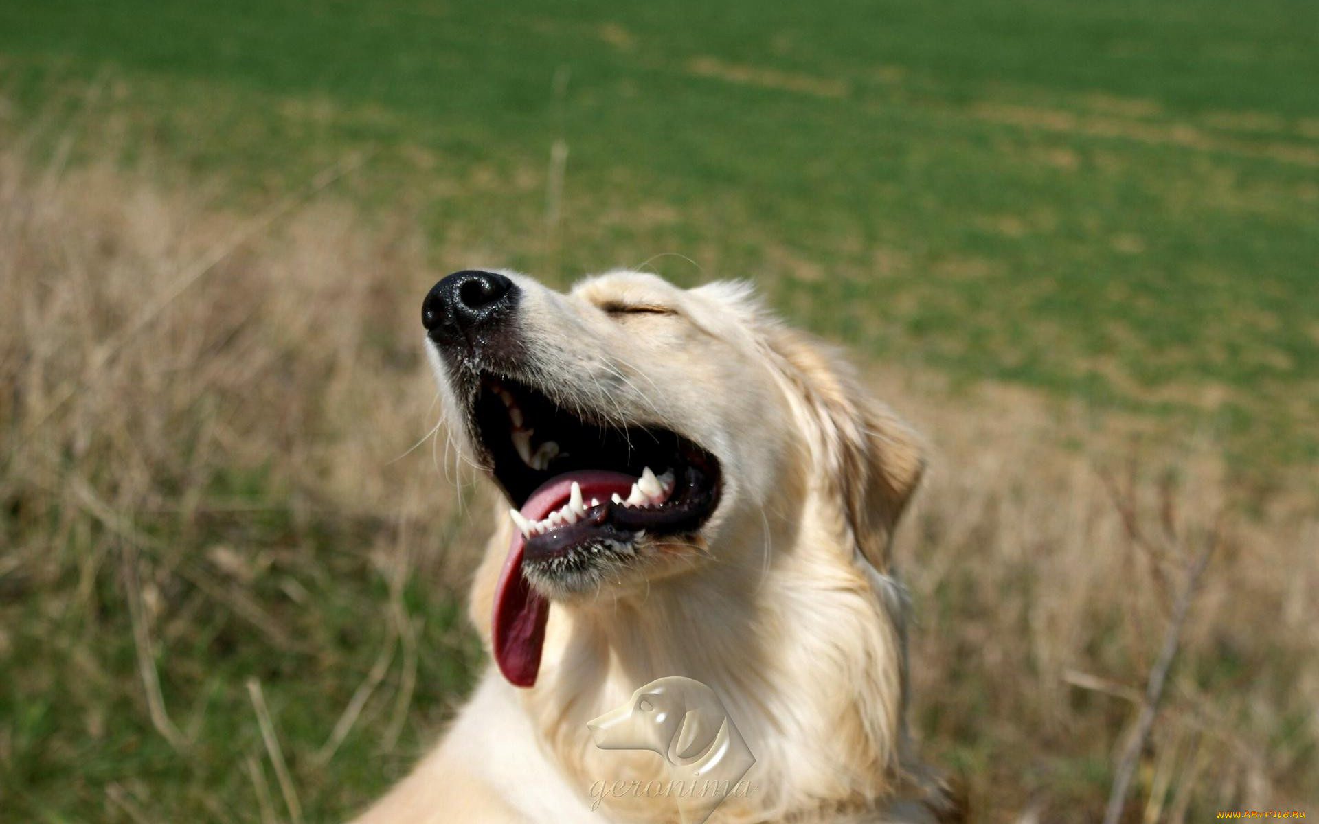 автор, geronima, животные, собаки, ретривер