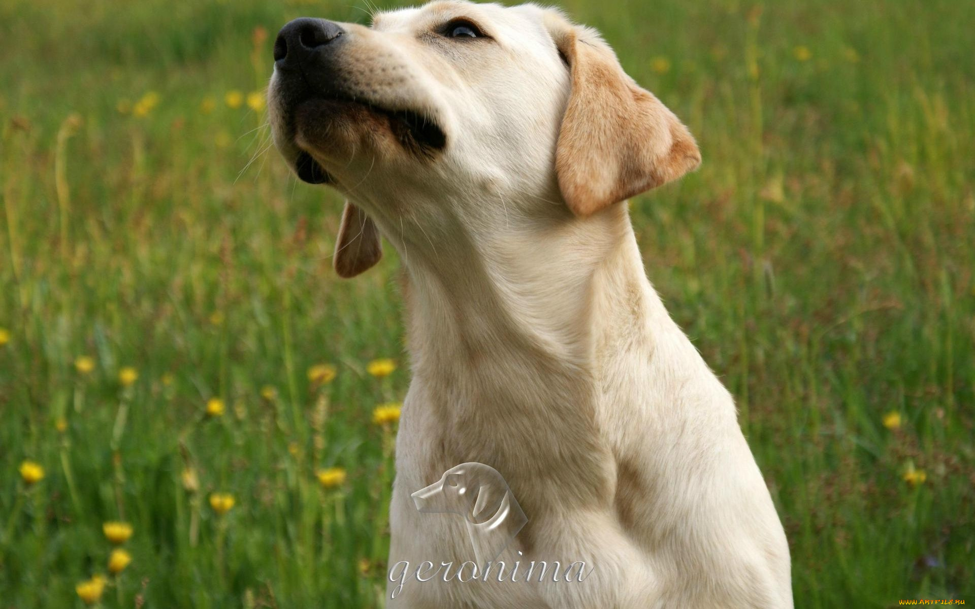 автор, geronima, животные, собаки, ретривер