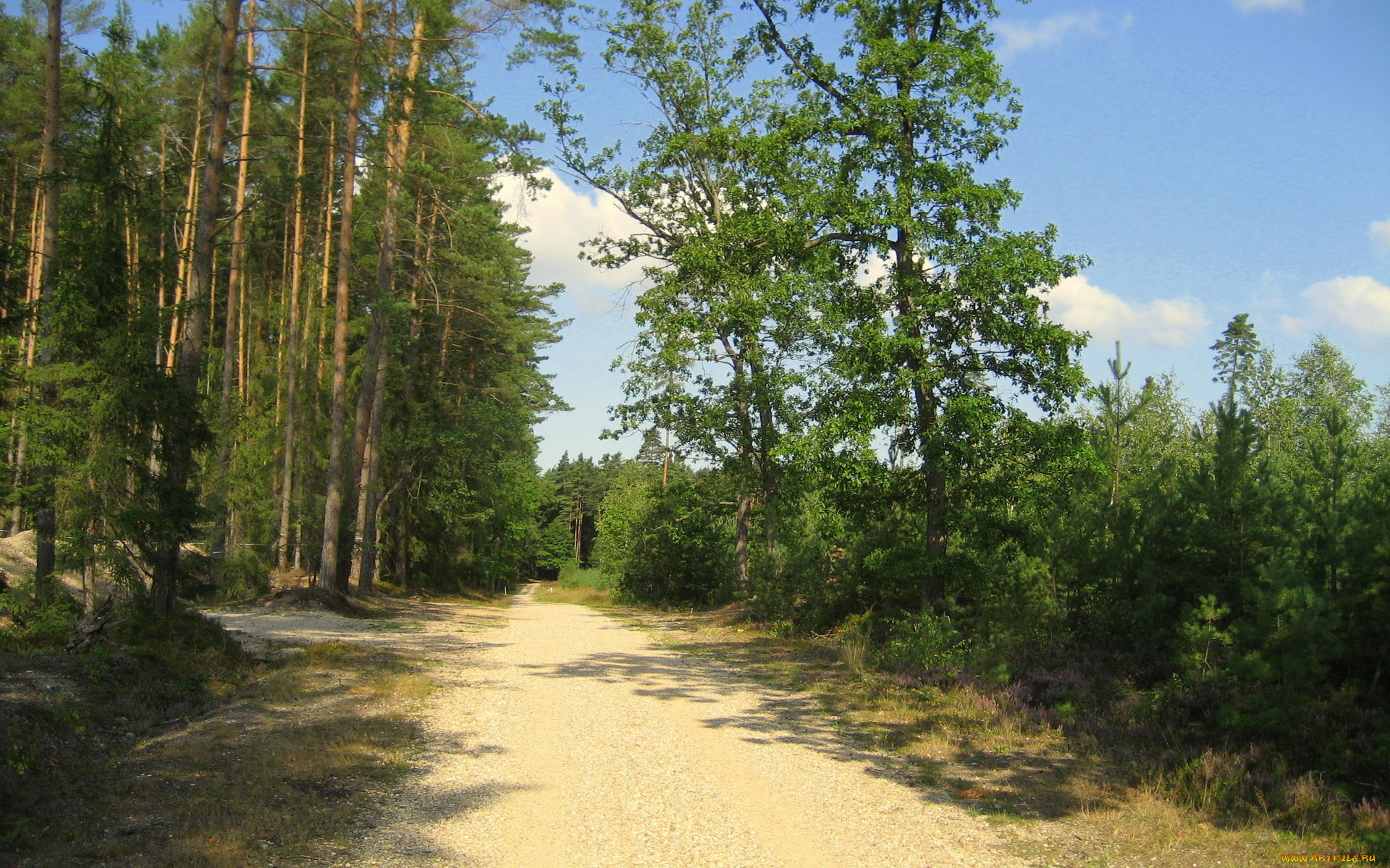 природа, дороги, сосны, лето, дорога