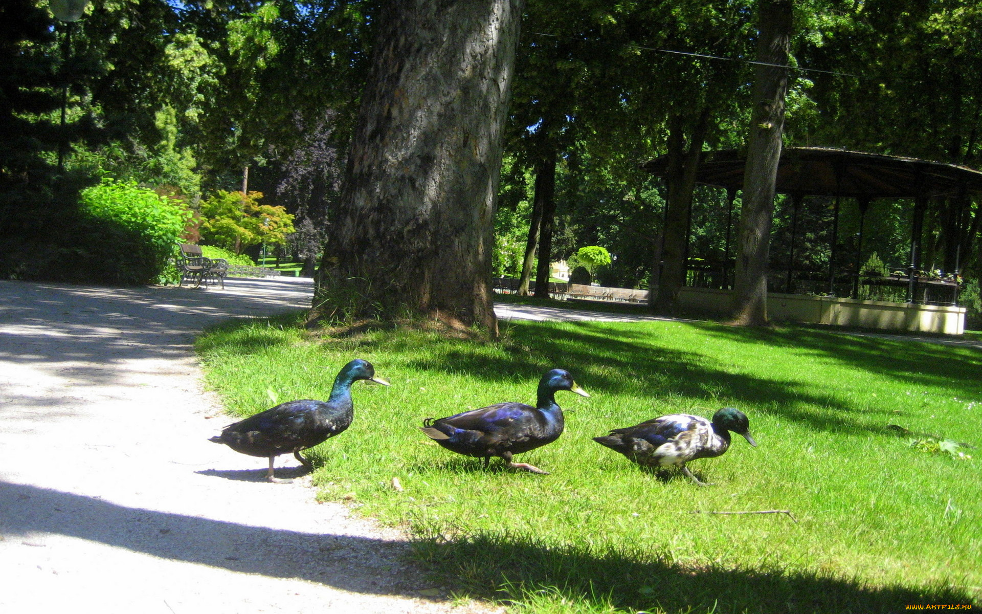 животные, утки, парк, беседка, дорожка