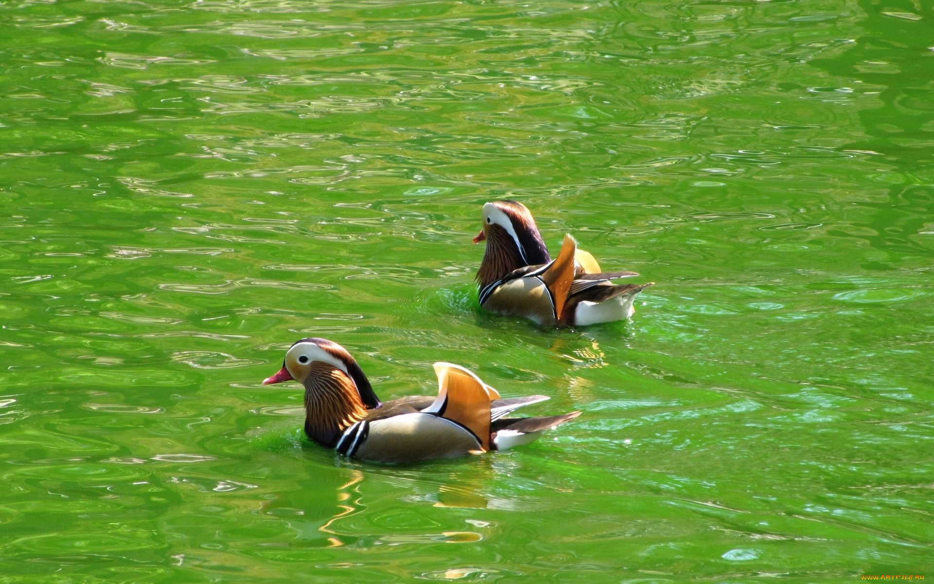 животные, утки, вода