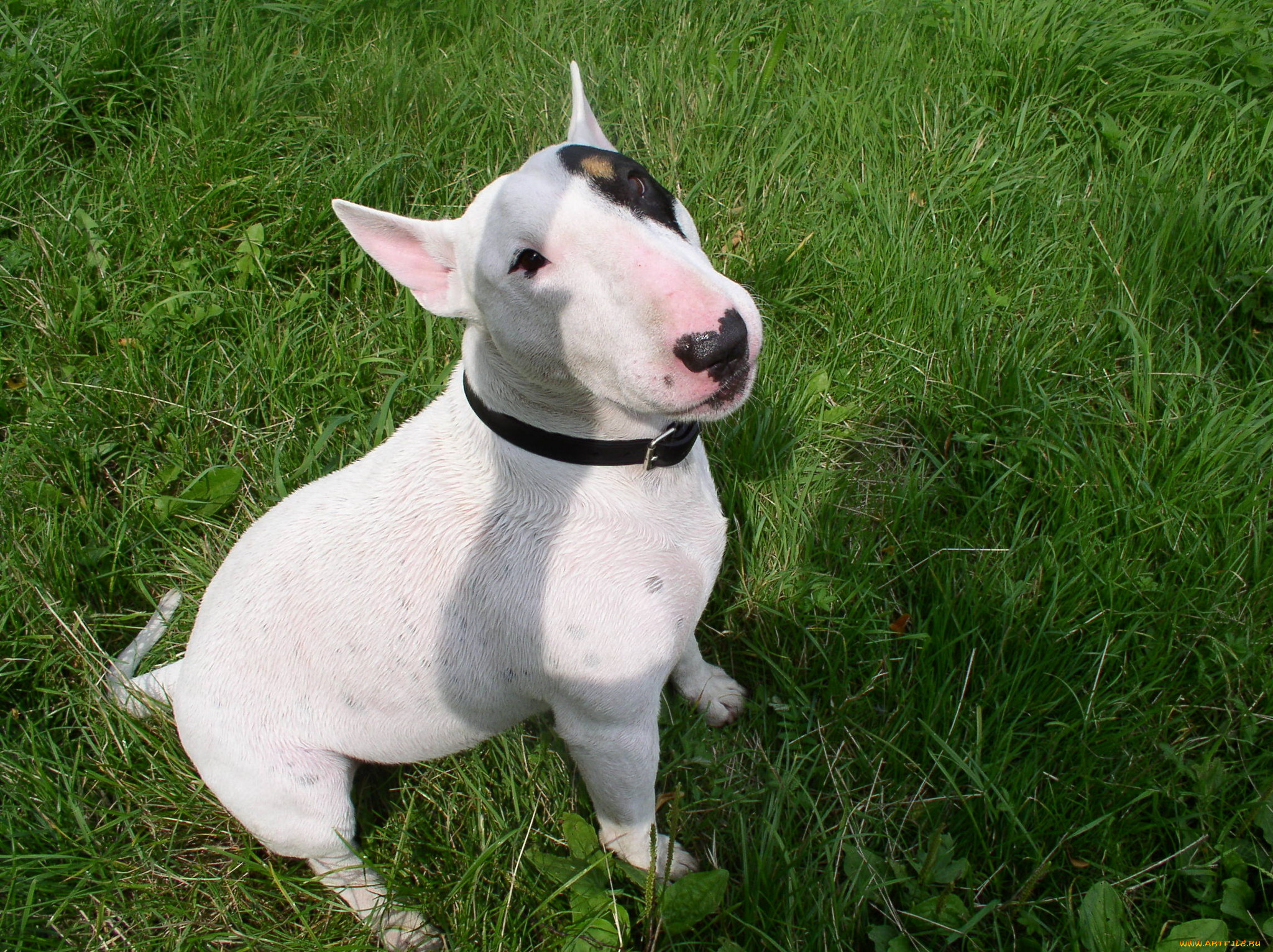 животные, собаки, бультерьер