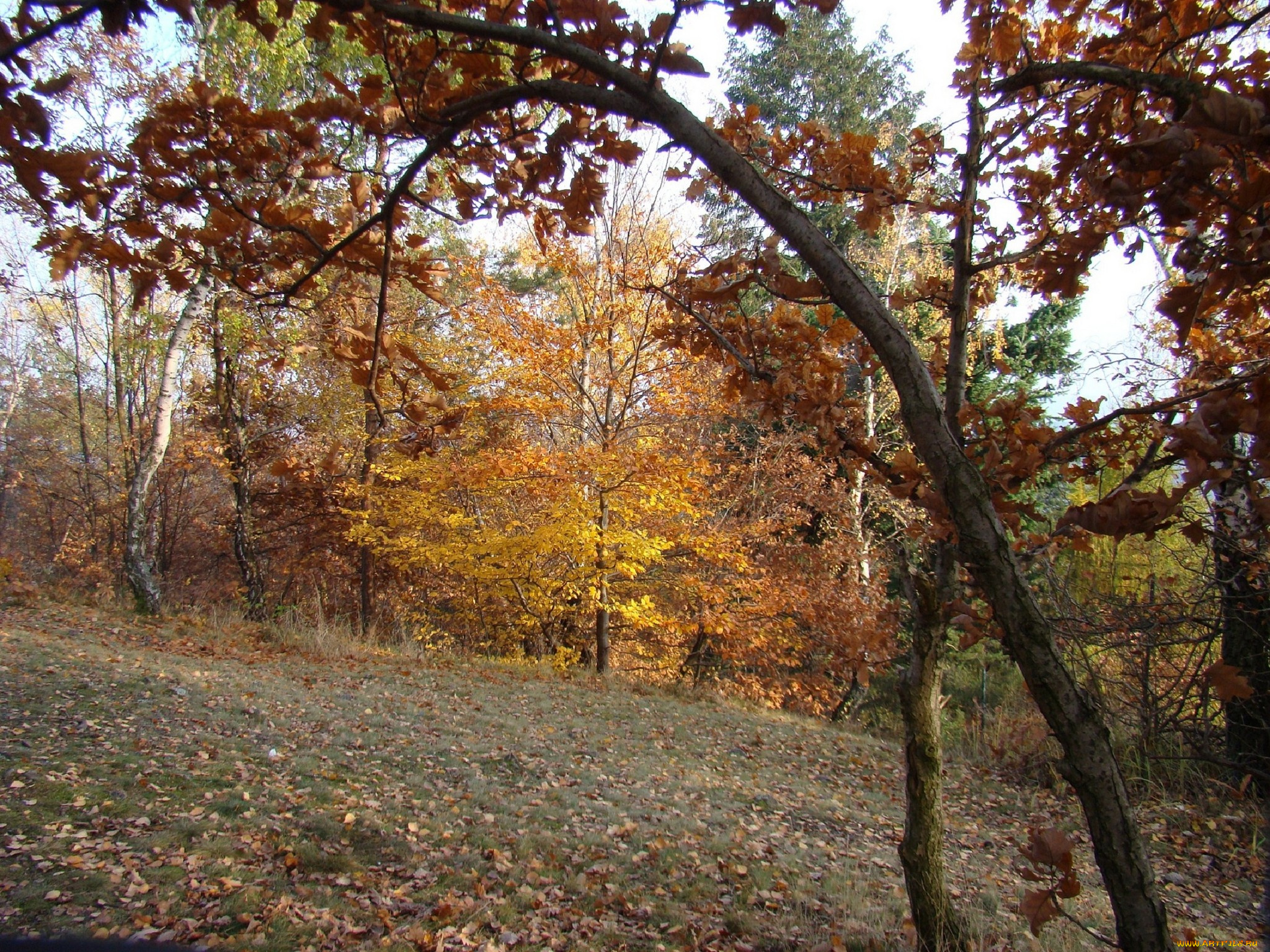 природа, деревья, осень