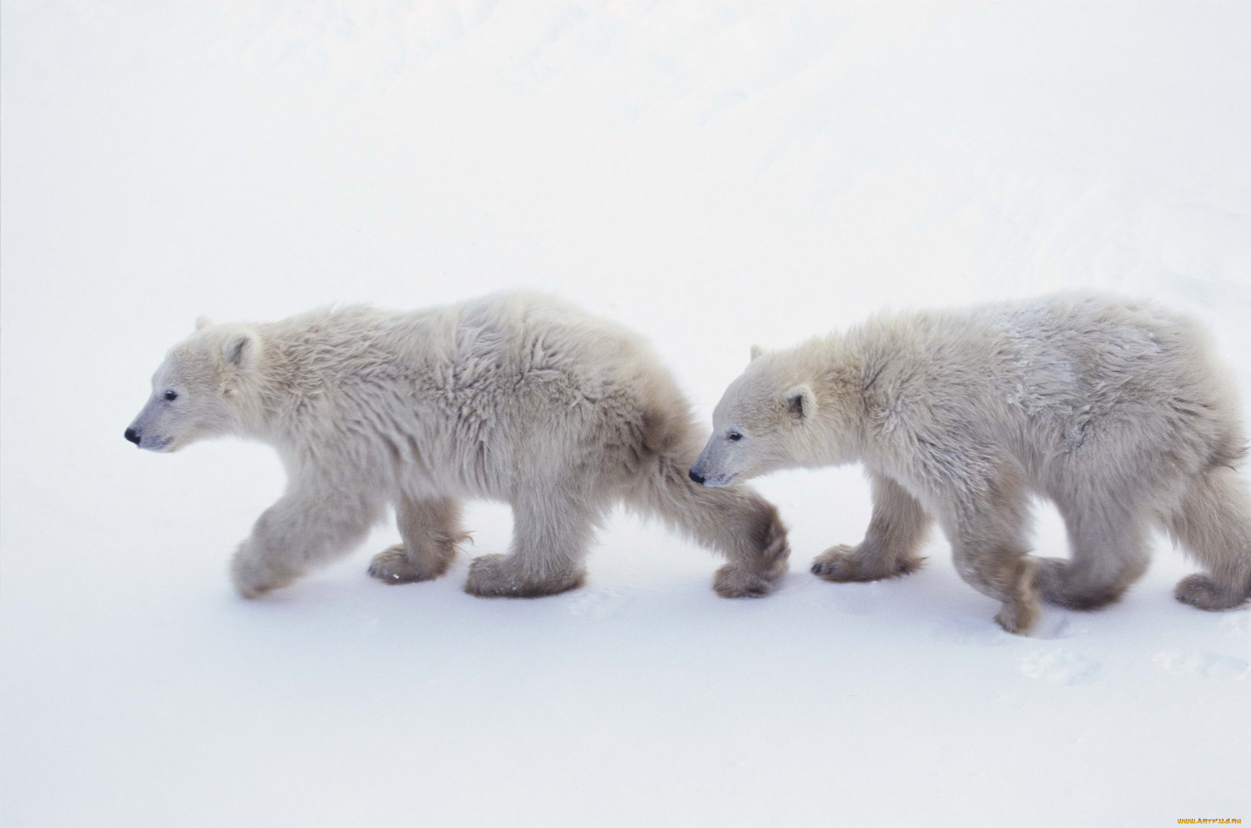 животные, медведи, арктика, белые