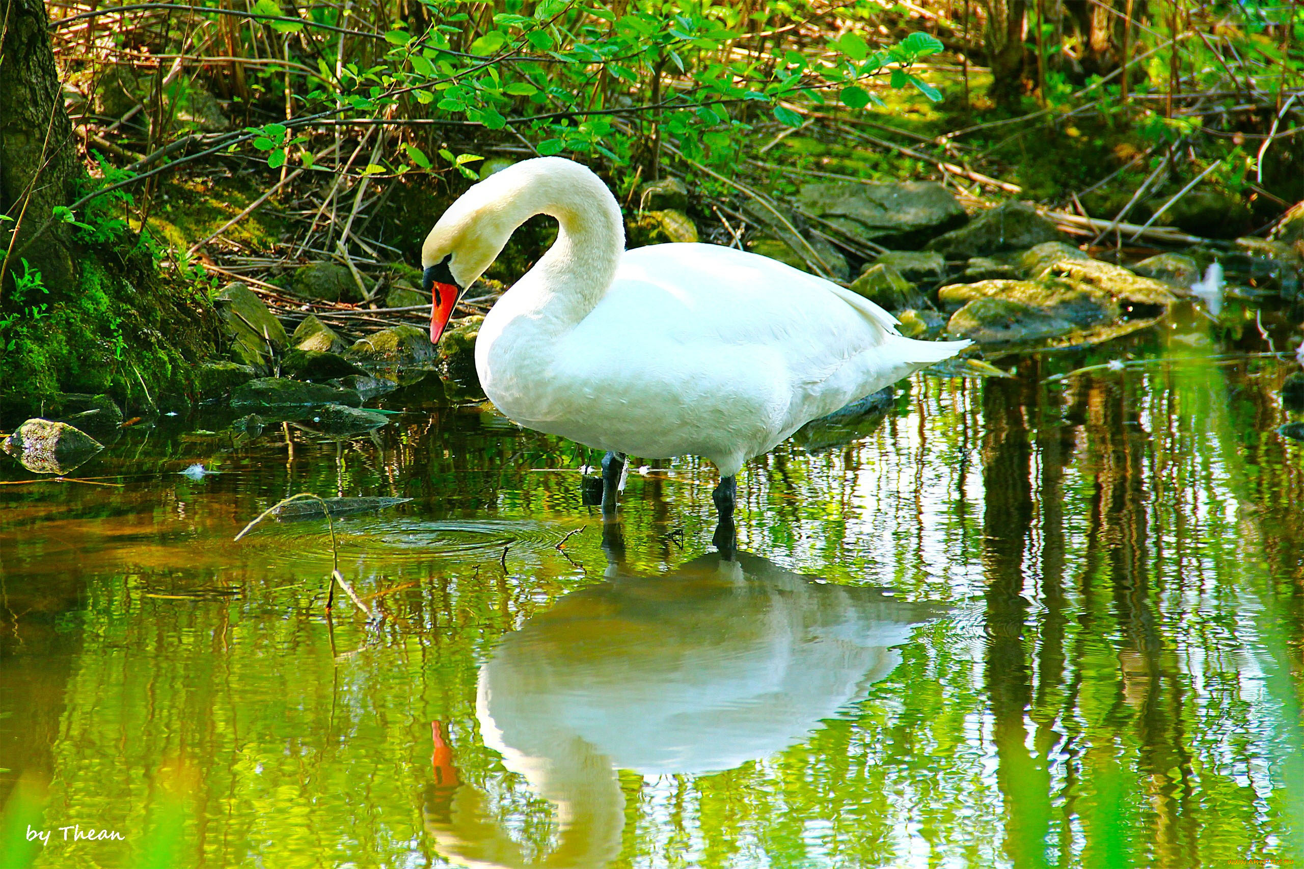 автор, thean, животные, лебеди, пруд, вода, камни, лебедь