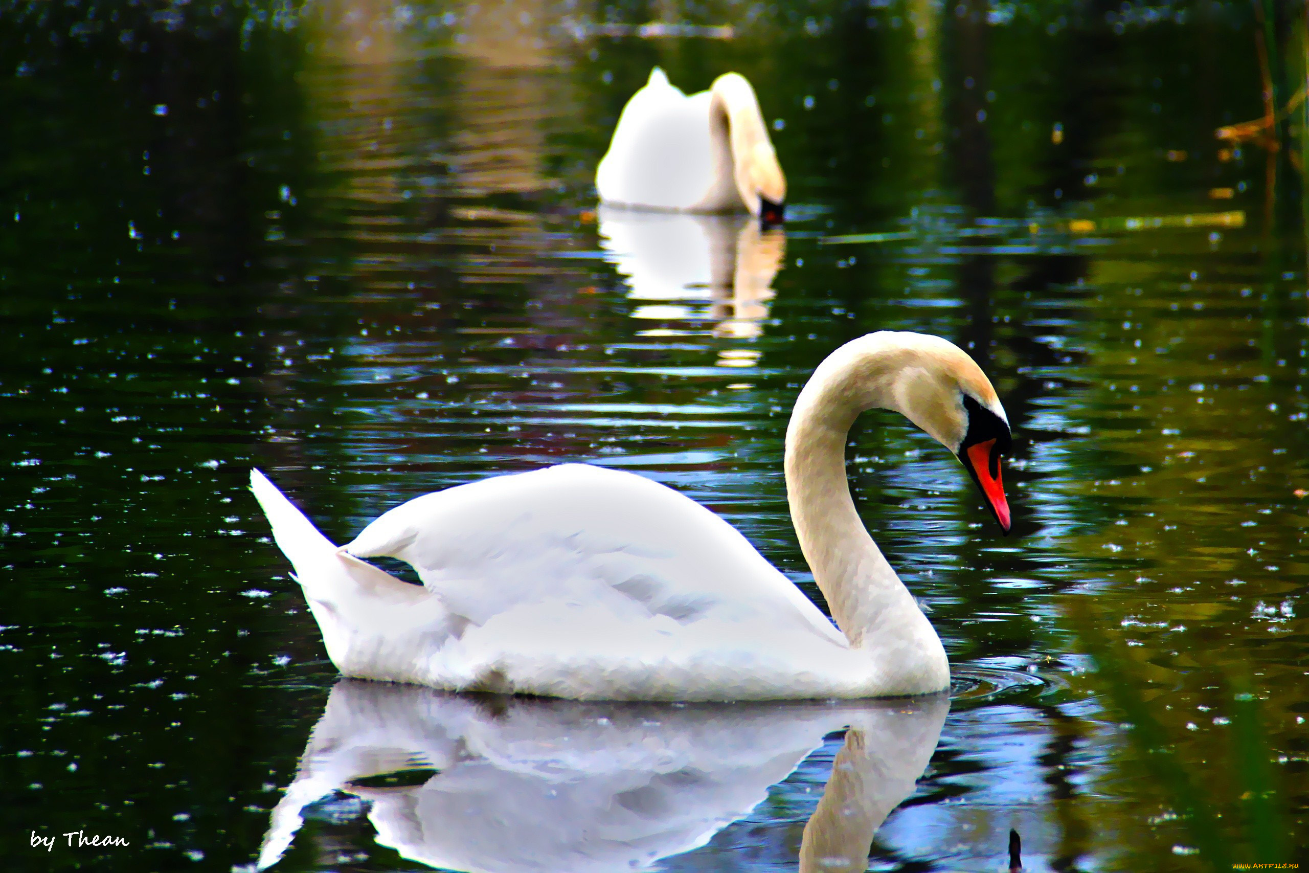 автор, thean, животные, лебеди, пруд, вода, пара