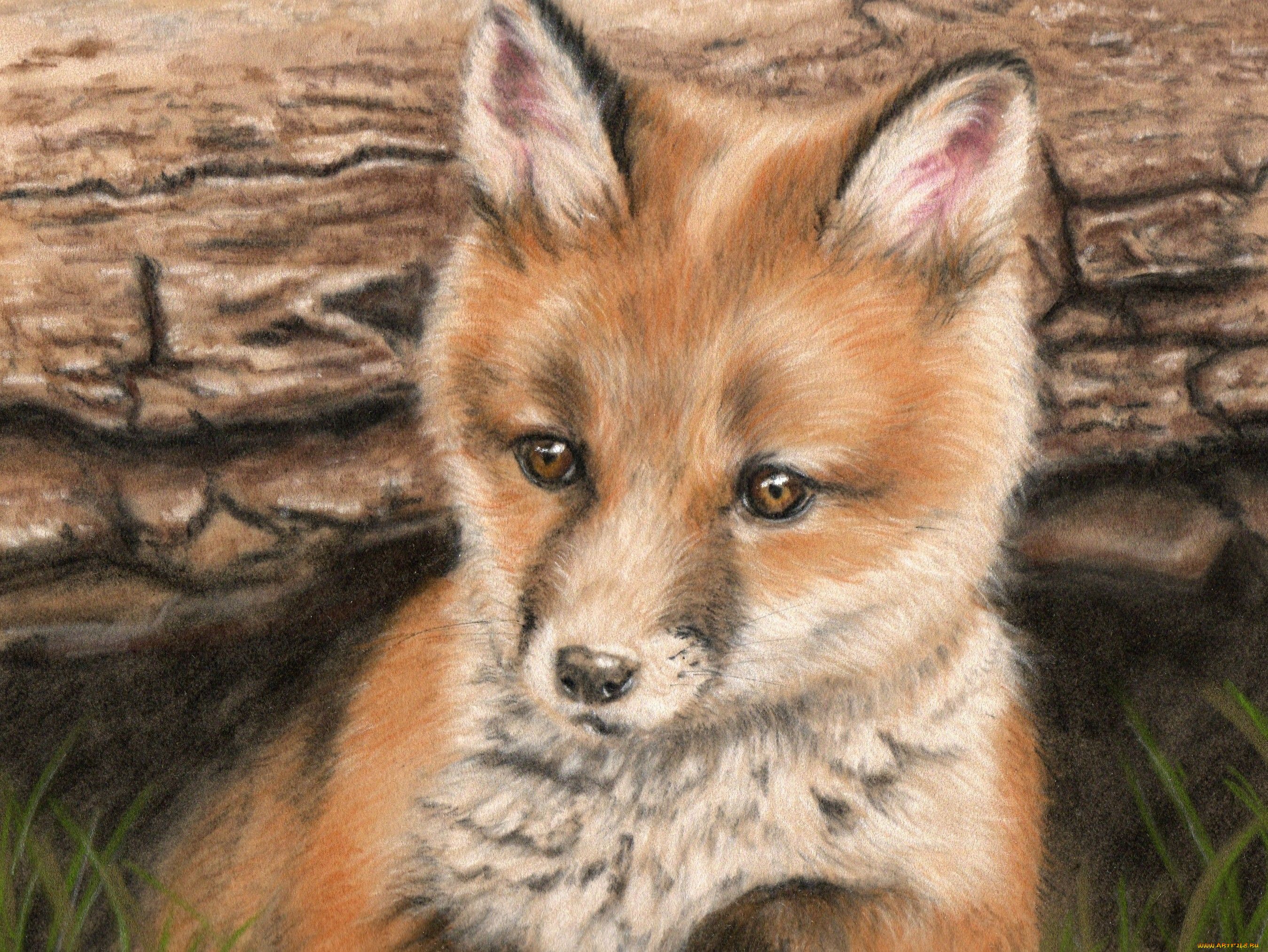 рисованные, животные, лисы, лисенок