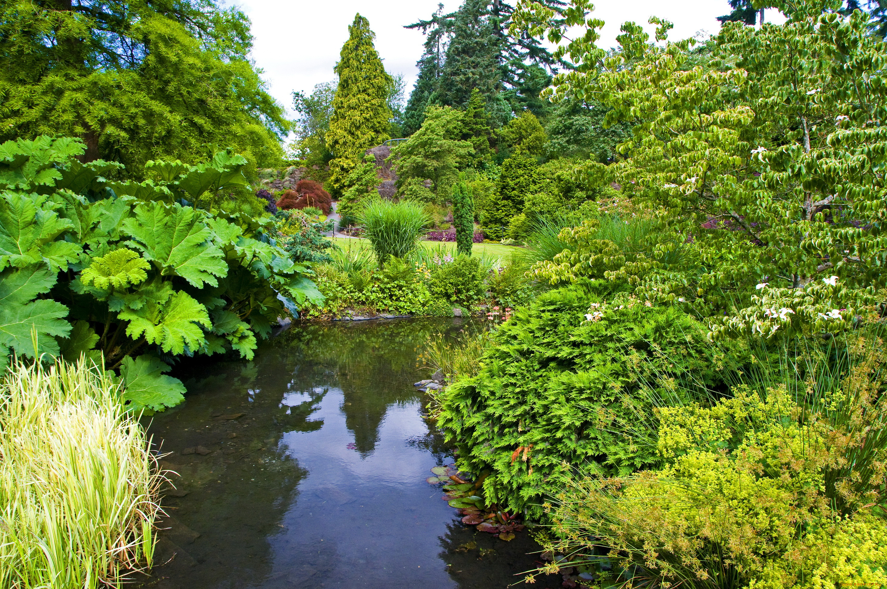 природа, парк, queen, elizabeth, vancouver, канада
