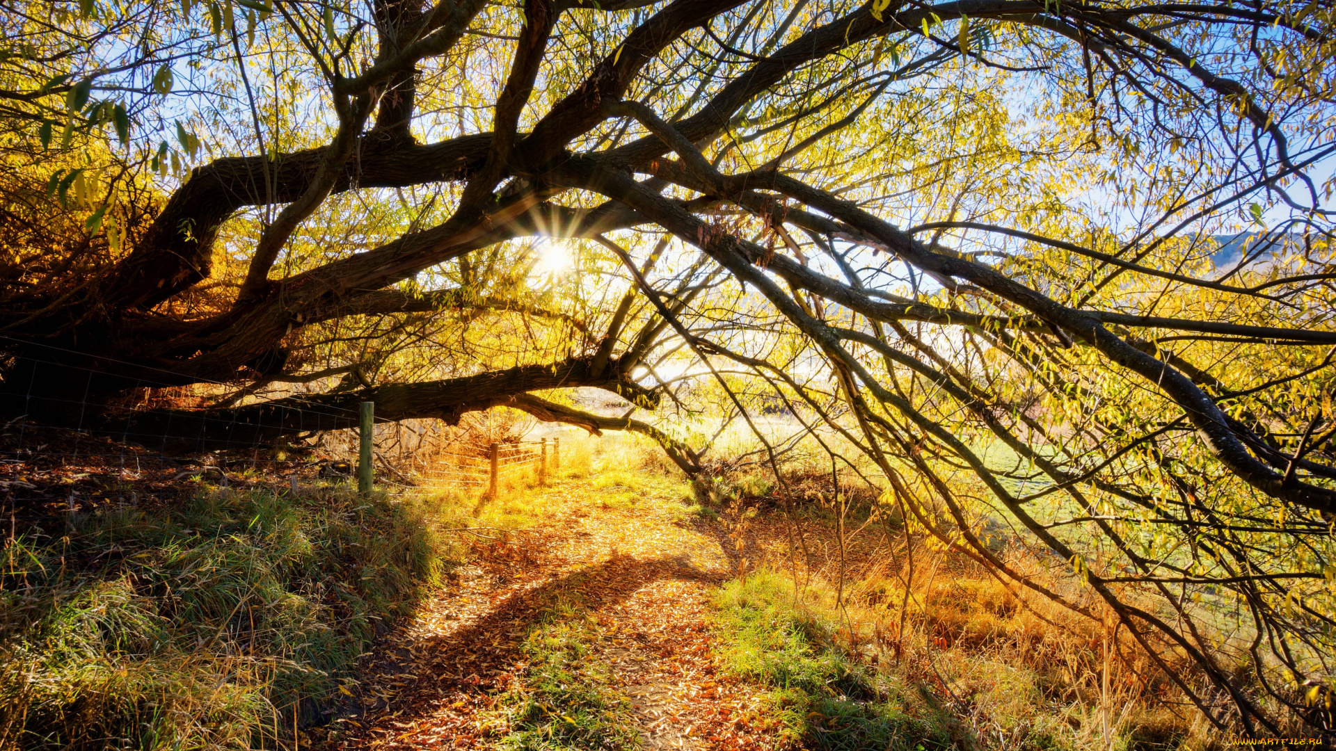 природа, деревья, осень, дорога