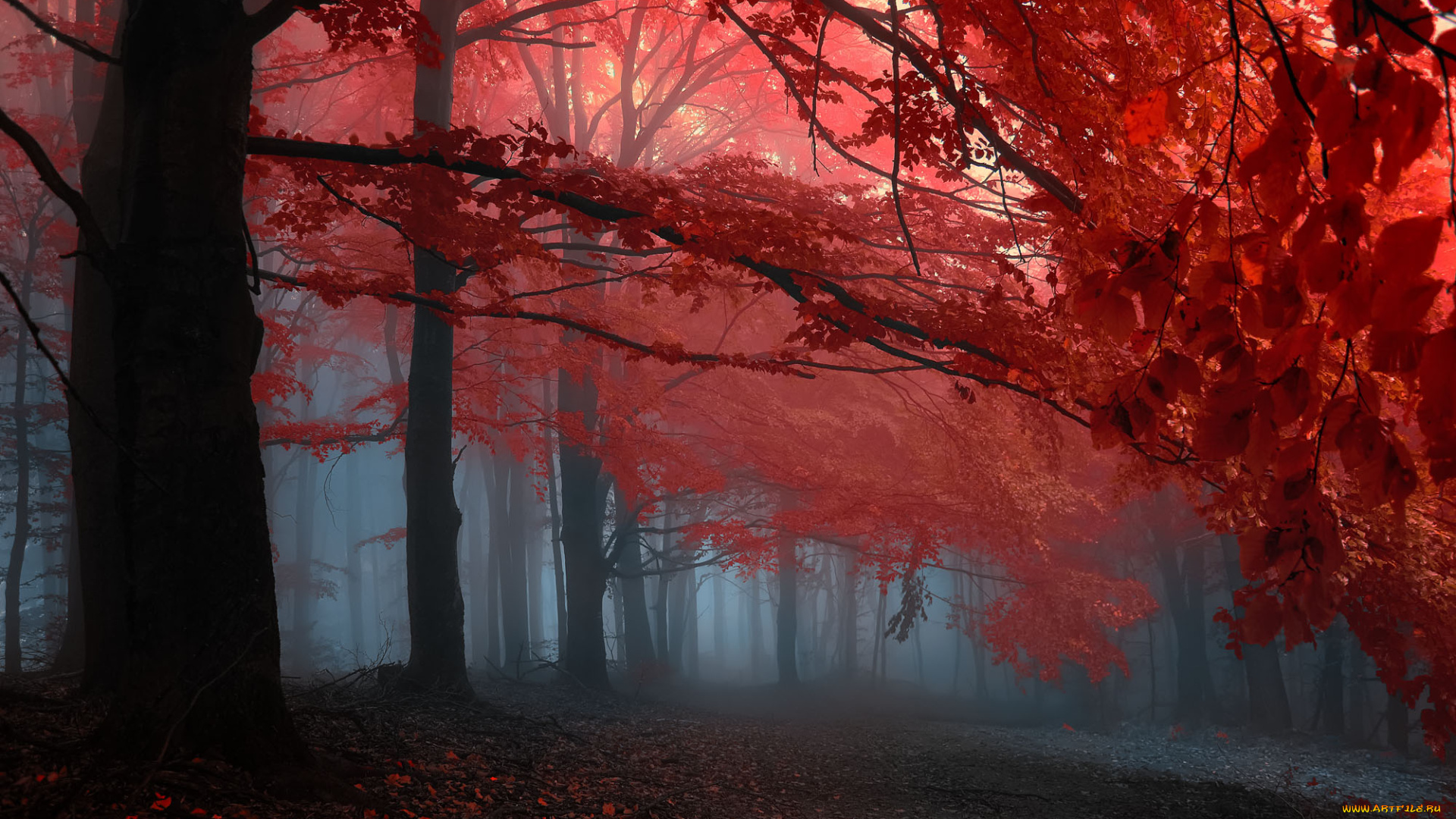 природа, лес, осень, туман