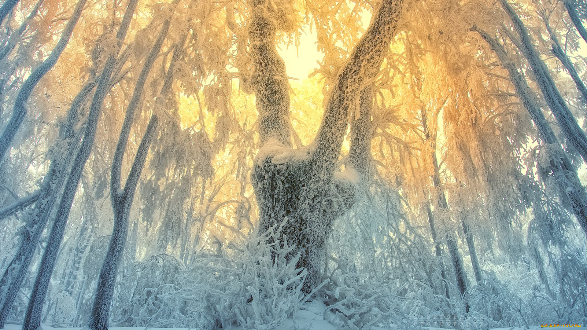 природа, зима, закат, деревья, снег, лес