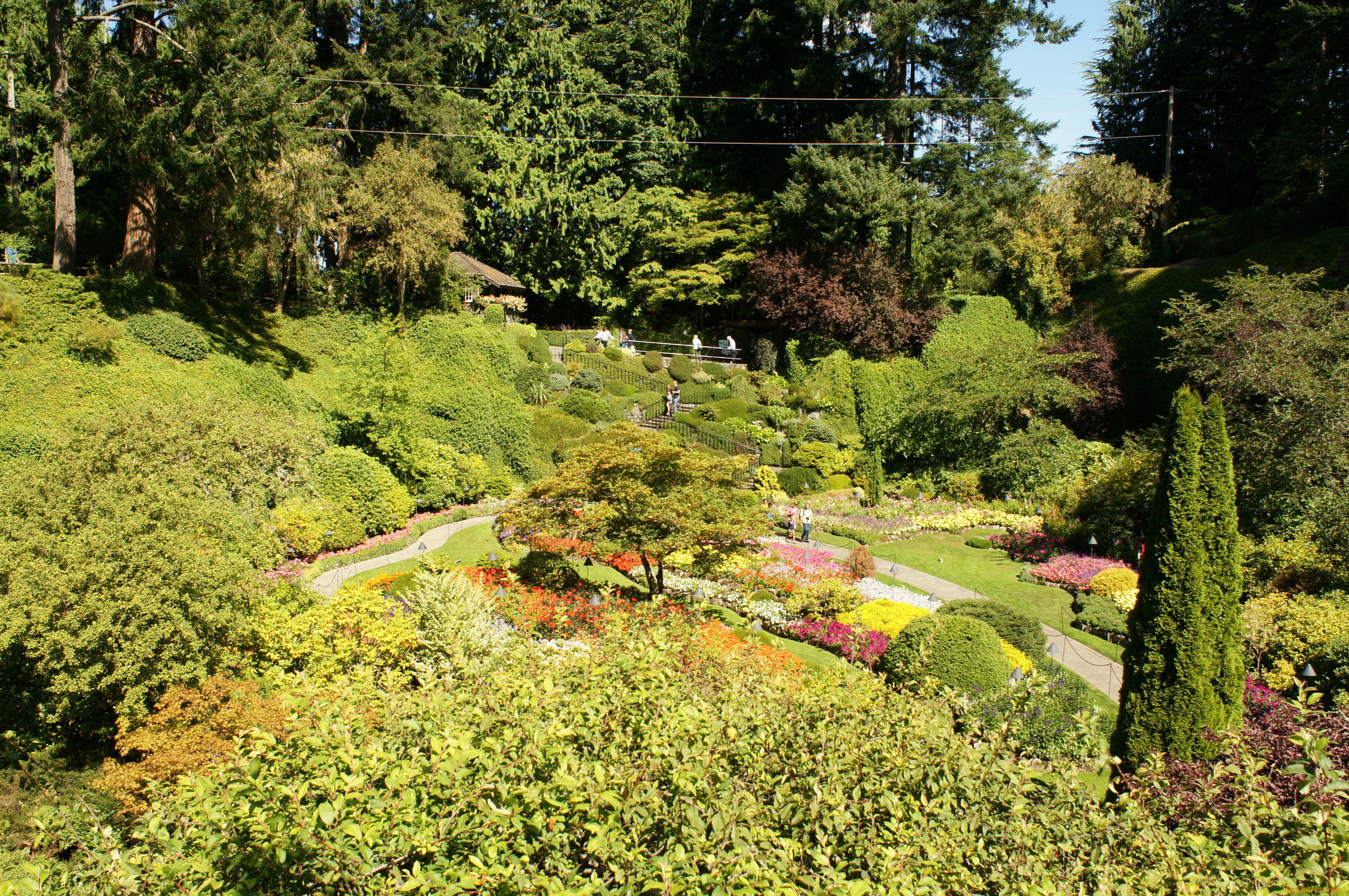 butchart, gardens, victoria, канада, природа, парк, сад, растения