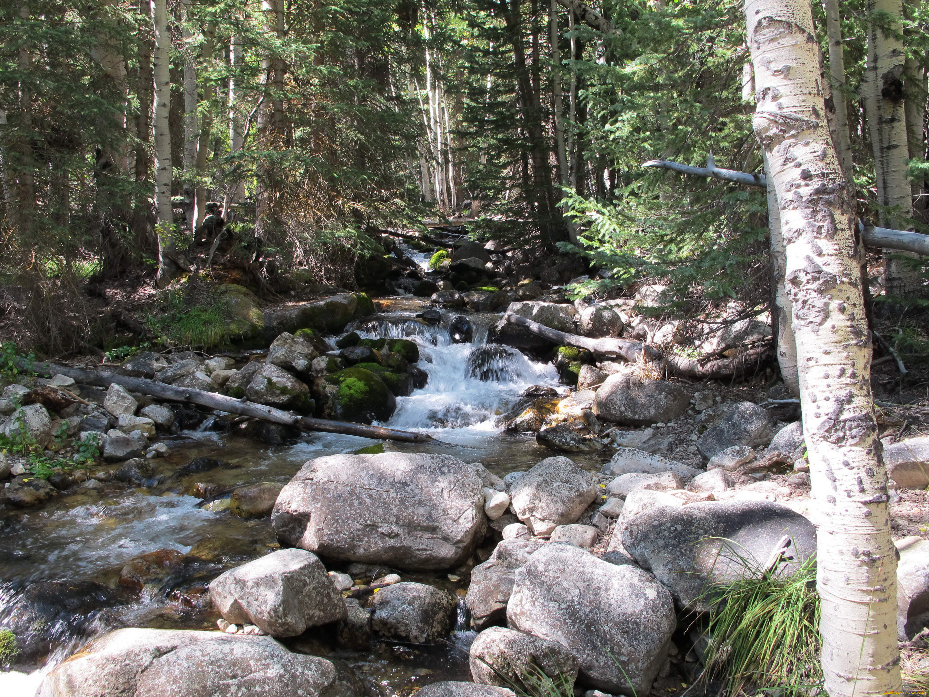 great, basin, national, park, невада, природа, парк, ручей, лес