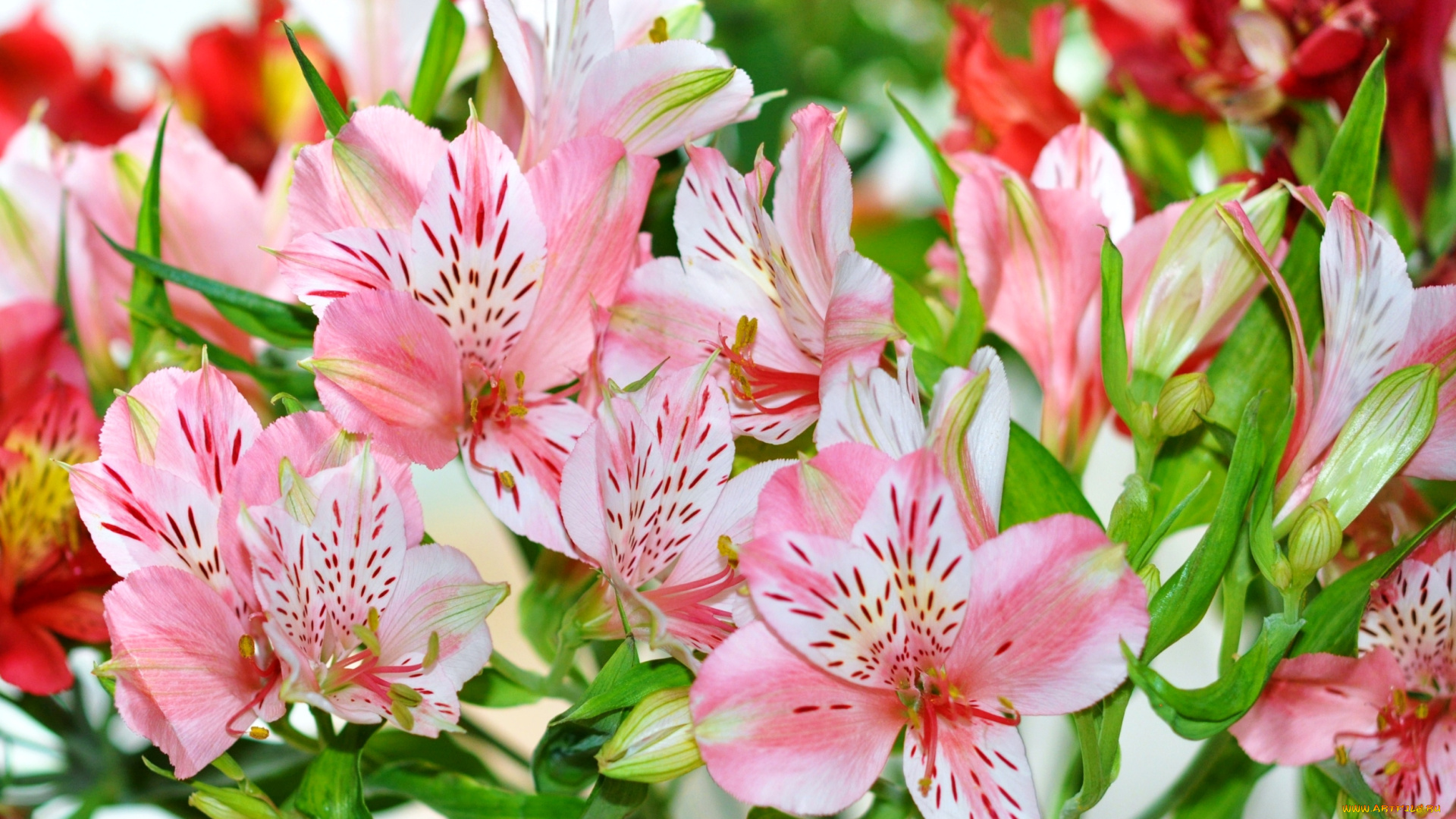 цветы, альстромерия, розовый