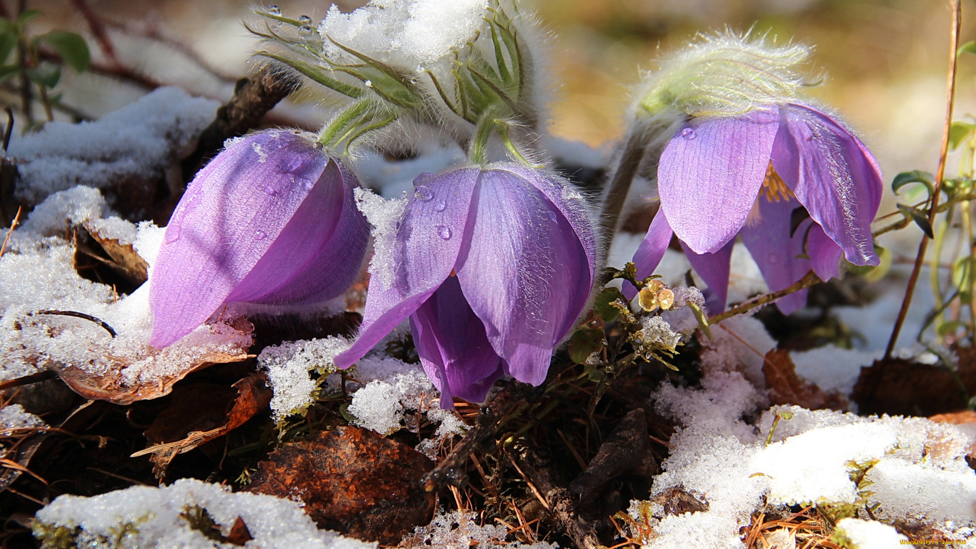 цветы, анемоны, , адонисы, сон-трава