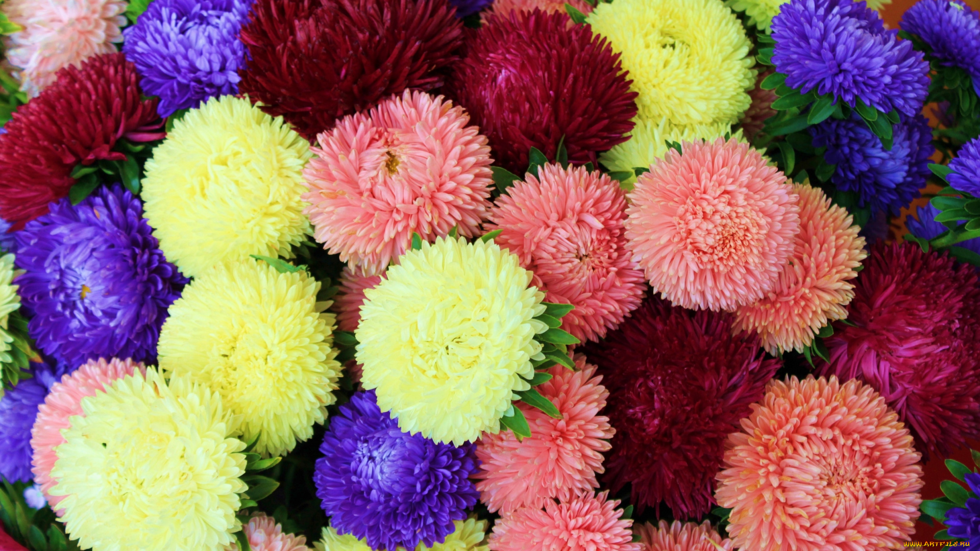 цветы, астры, разноцветный
