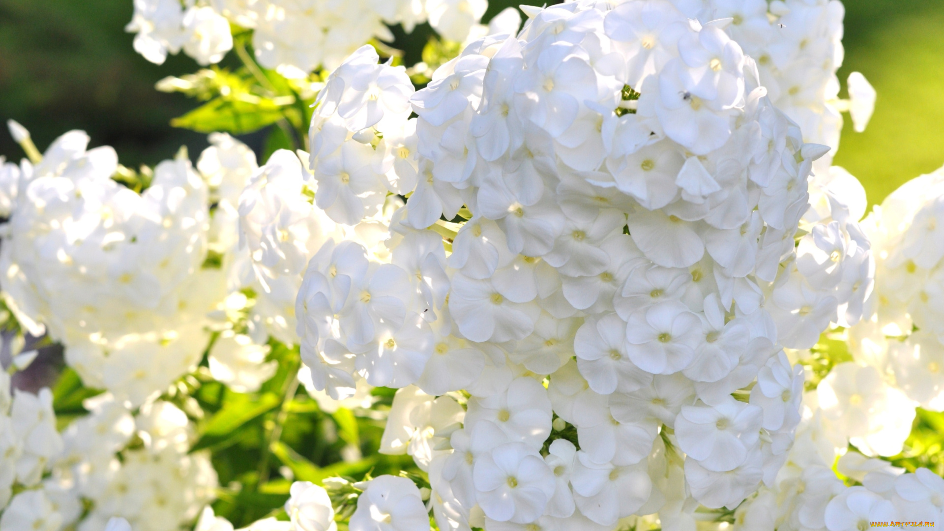 цветы, флоксы, белоснежный