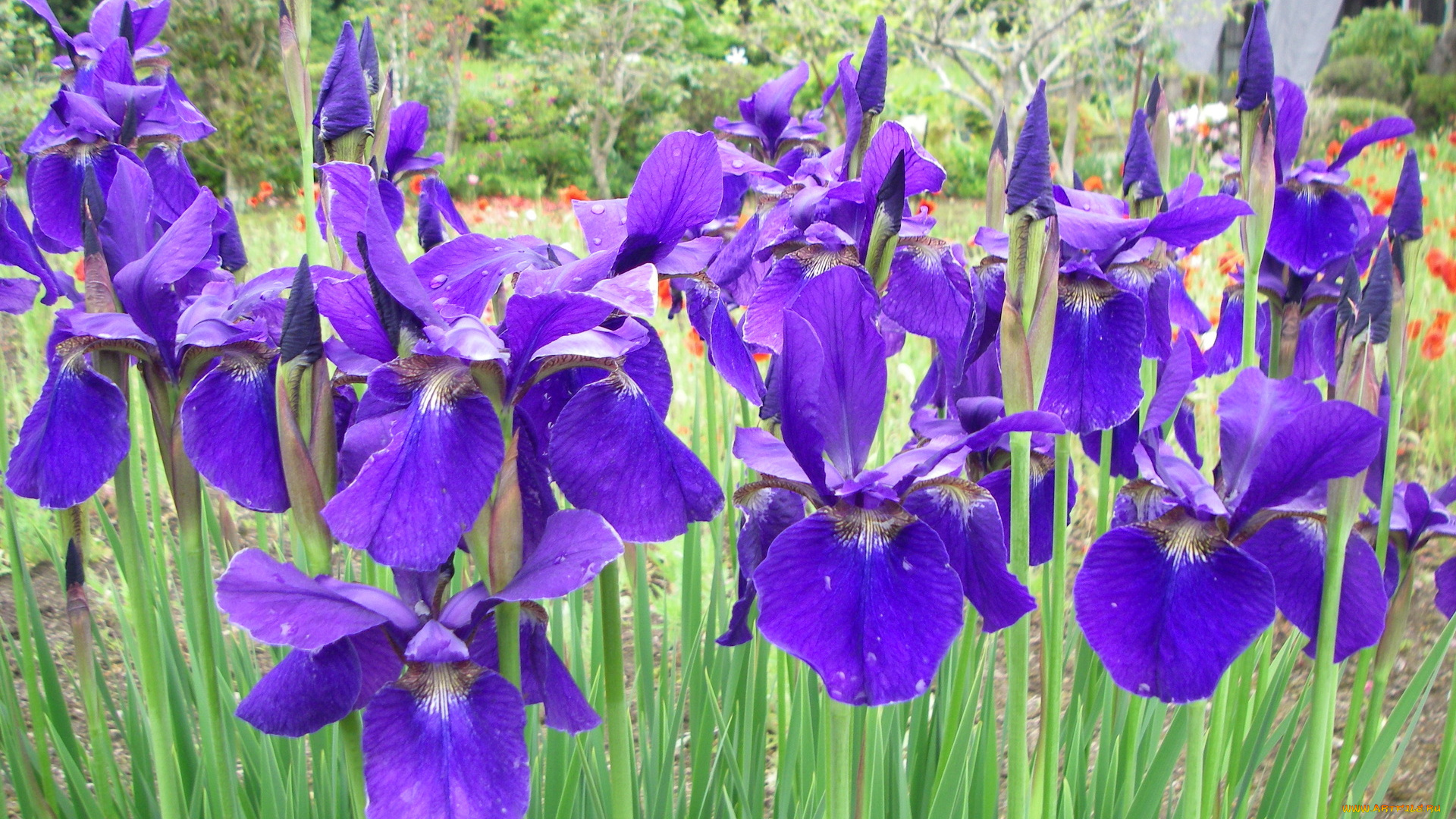 цветы, ирисы, лепестки