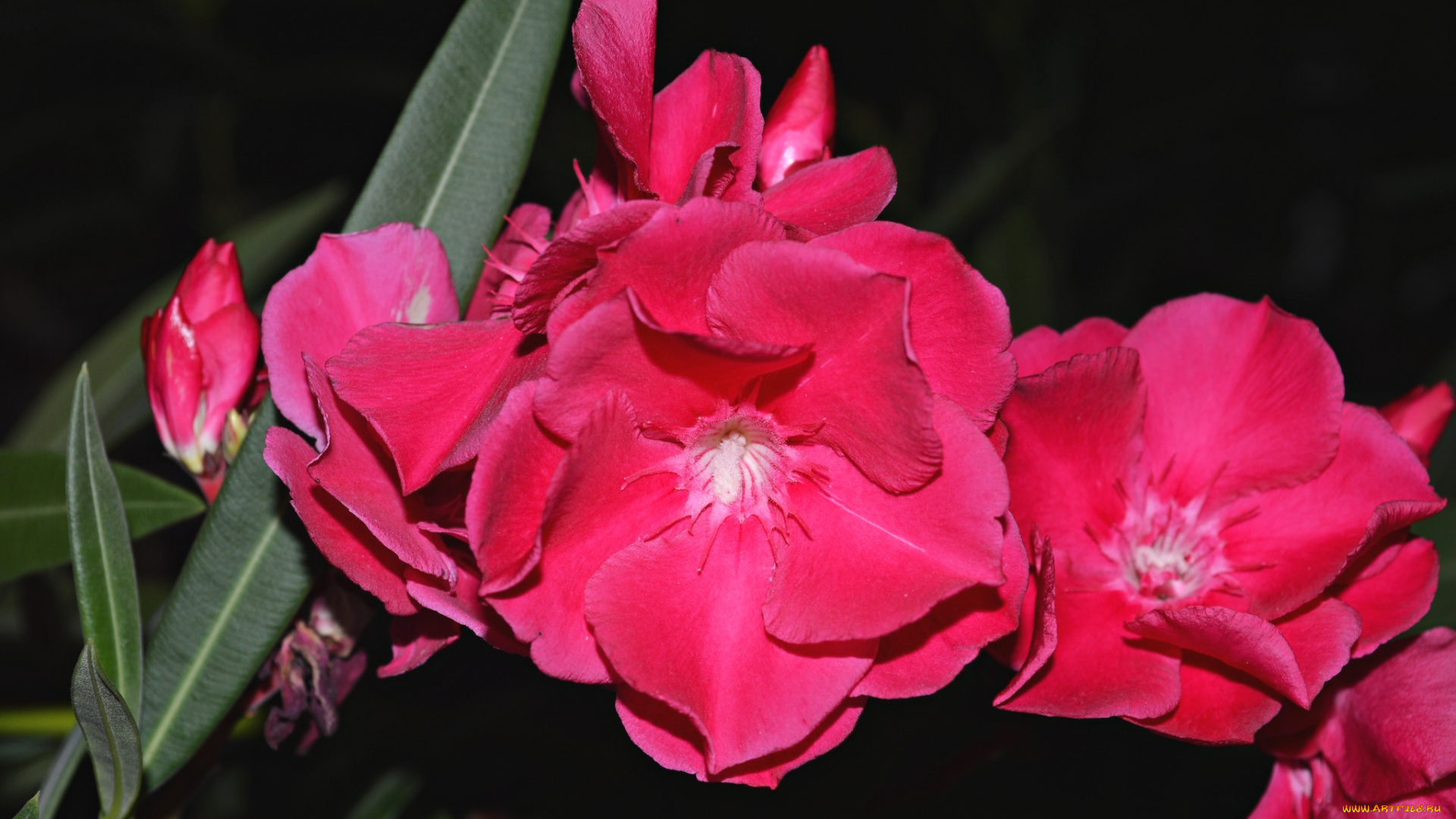 цветы, олеандры, малиновый