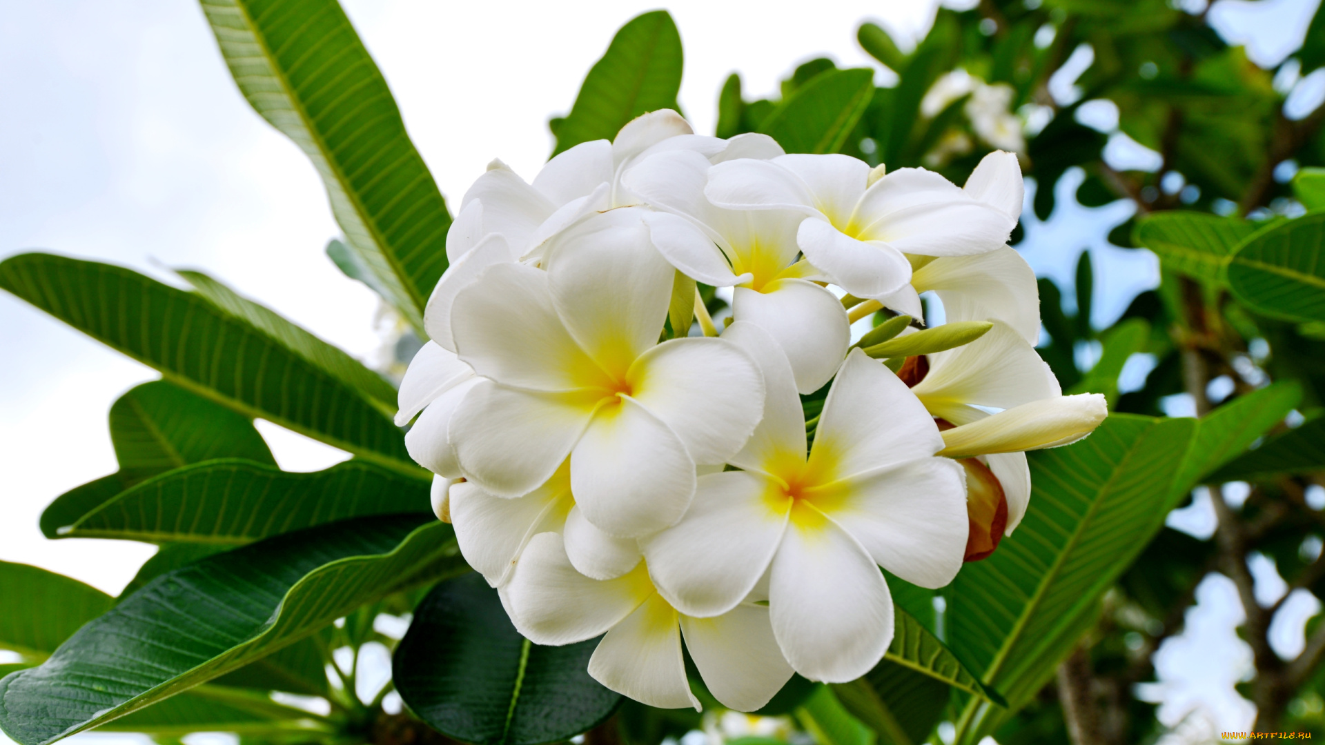 цветы, плюмерия, тропики