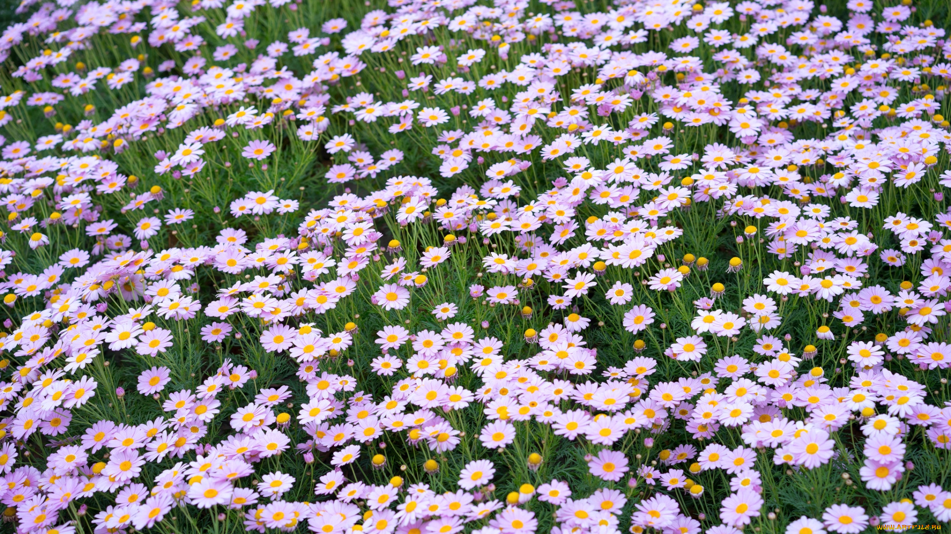 цветы, ромашки, розовый