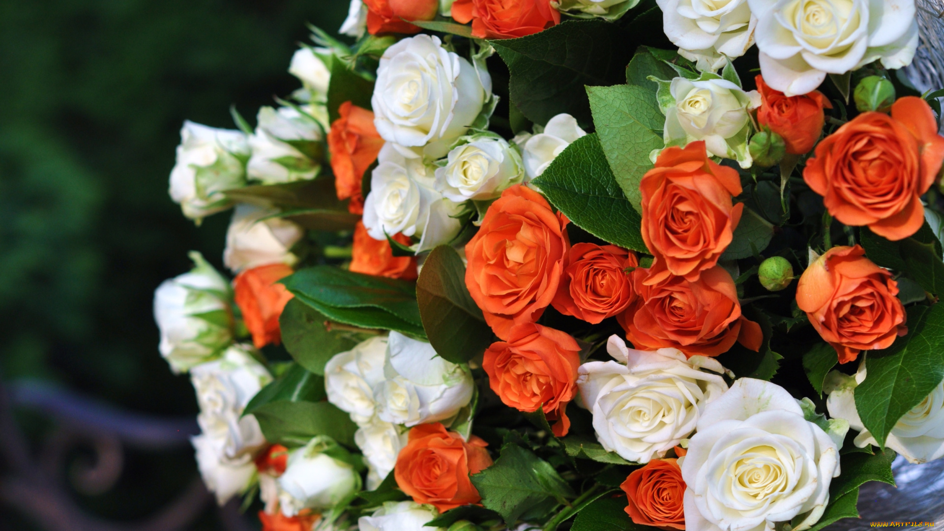 цветы, розы, букет
