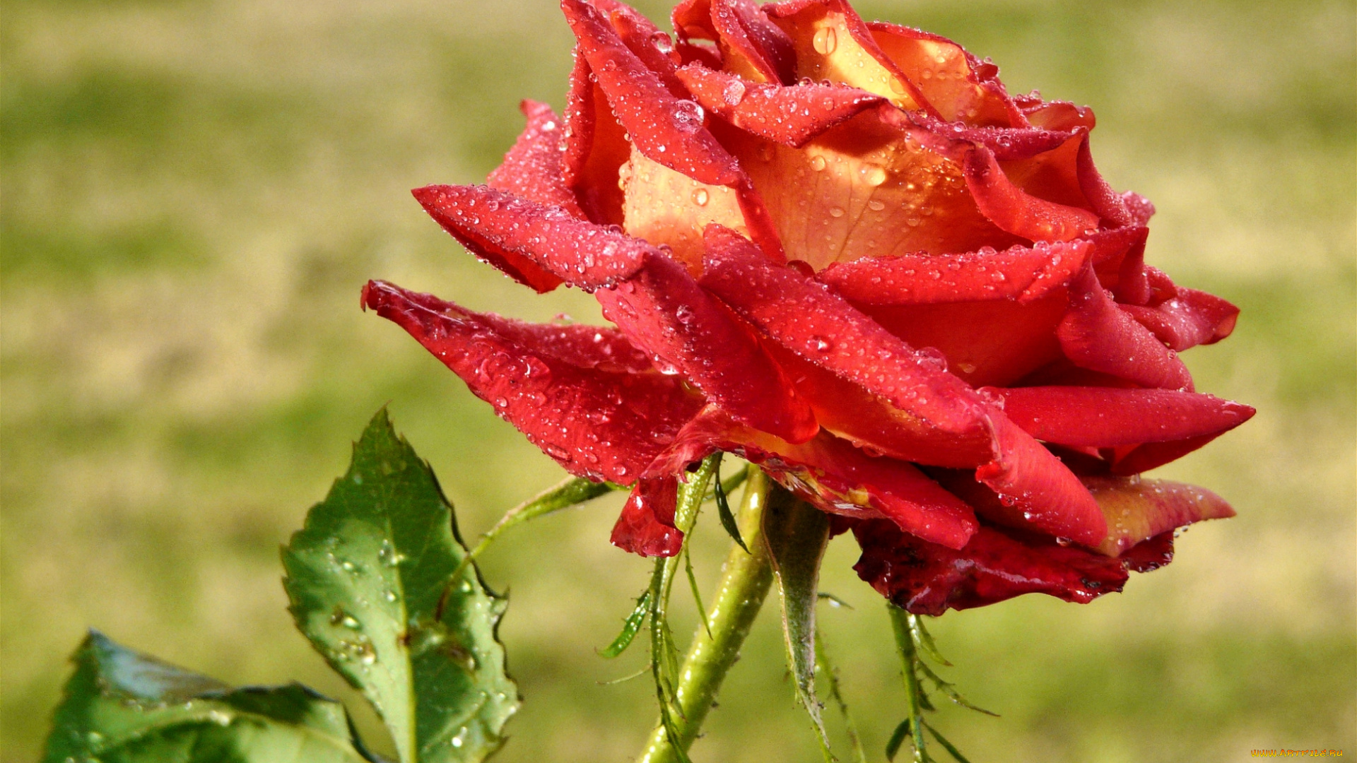 цветы, розы, королева