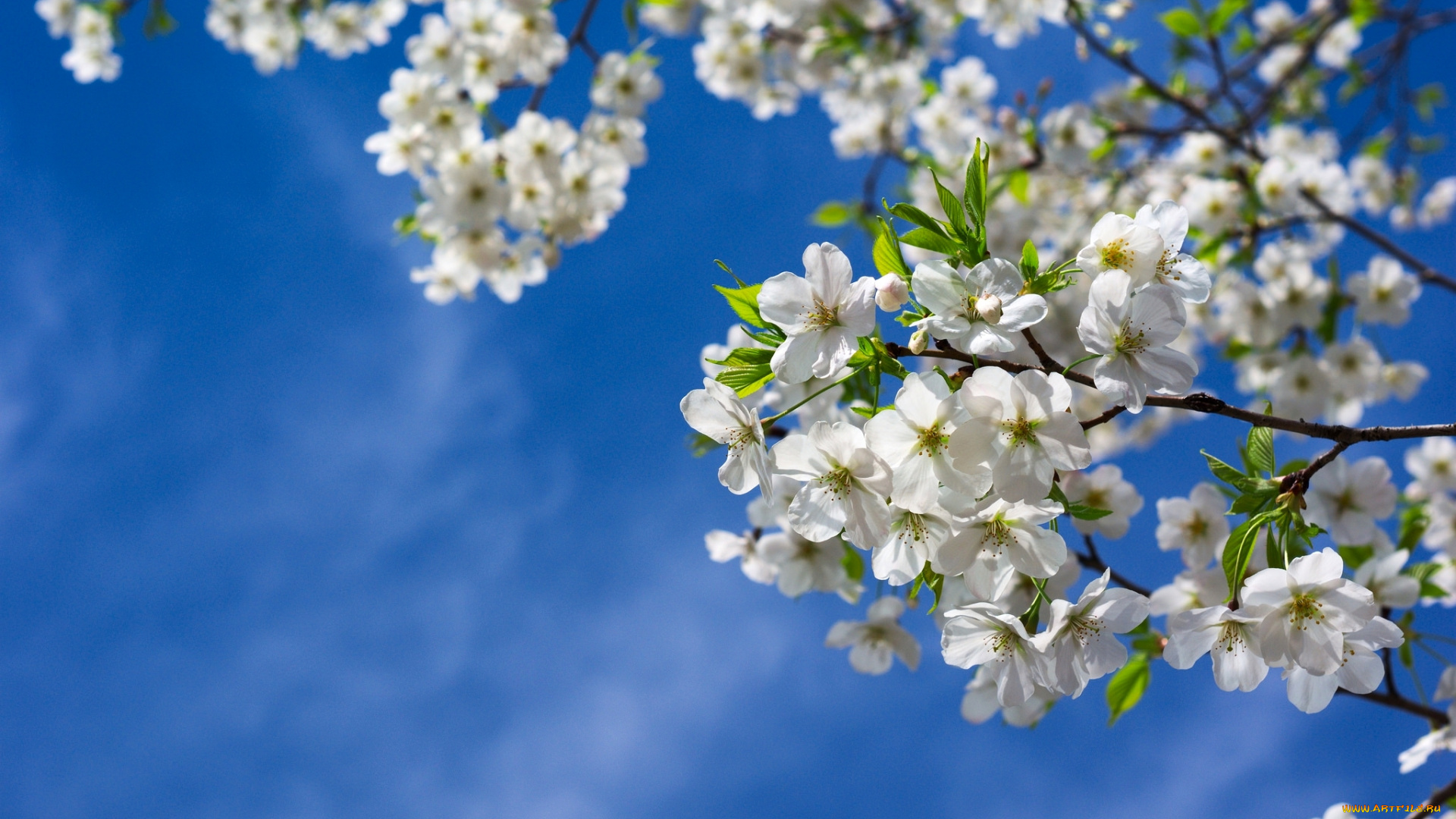 цветы, сакура, , вишня, весна
