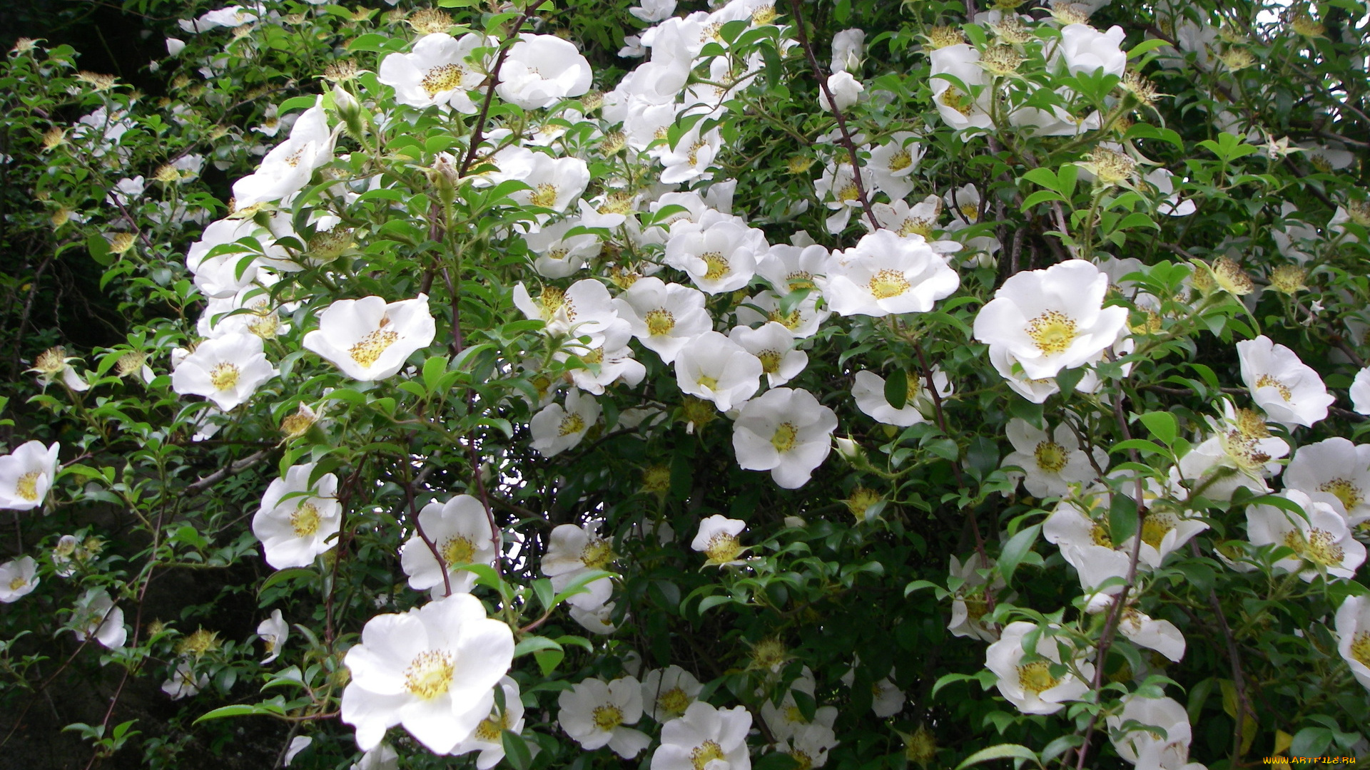 цветы, шиповник, бутоны