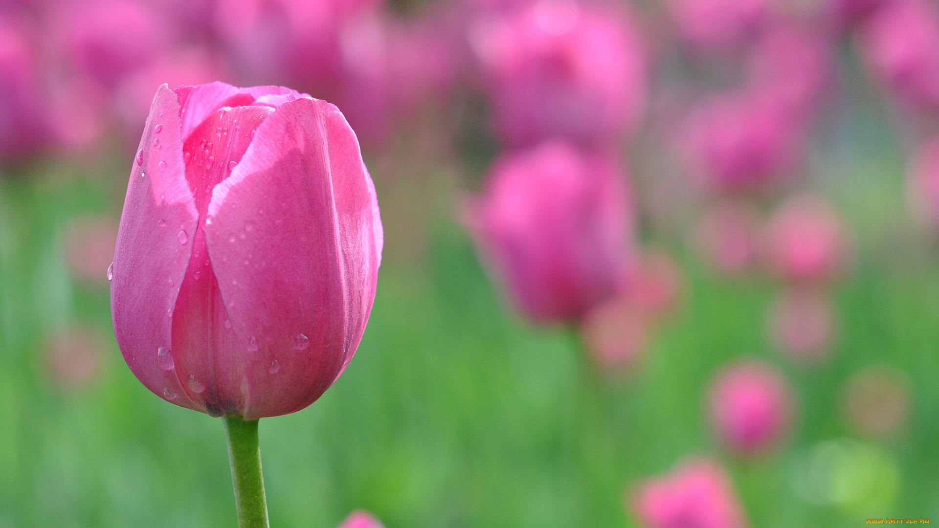 цветы, тюльпаны, бутон