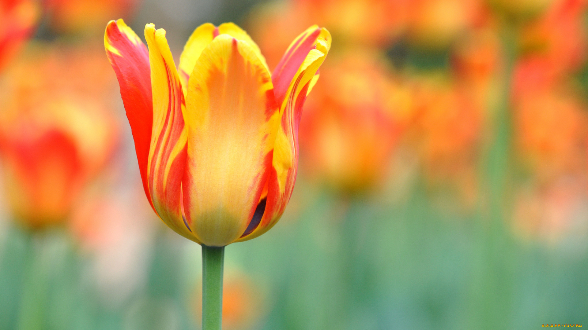 цветы, тюльпаны, бутон